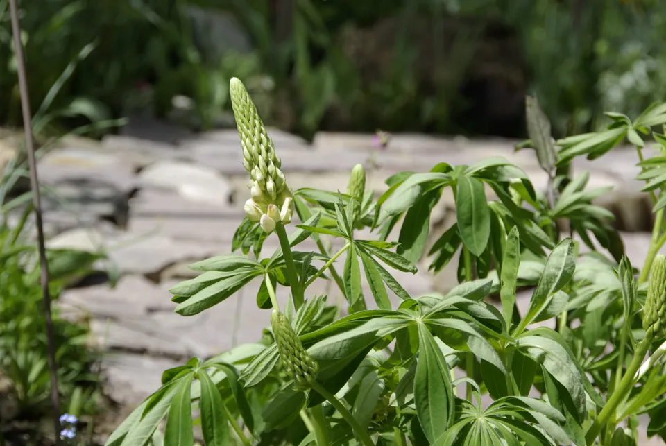 Gartenlupine