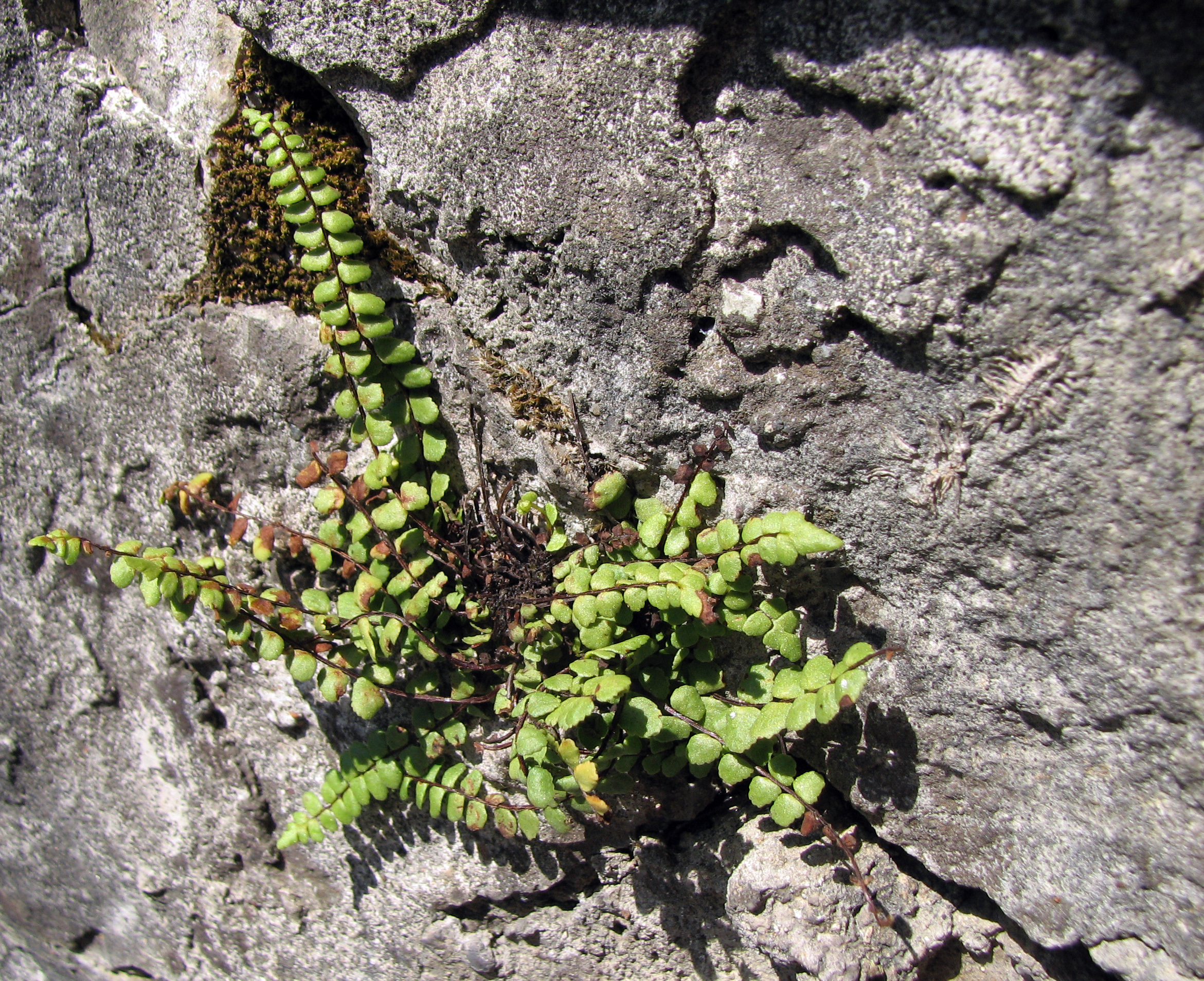 Braunstieliger Streifenfarn