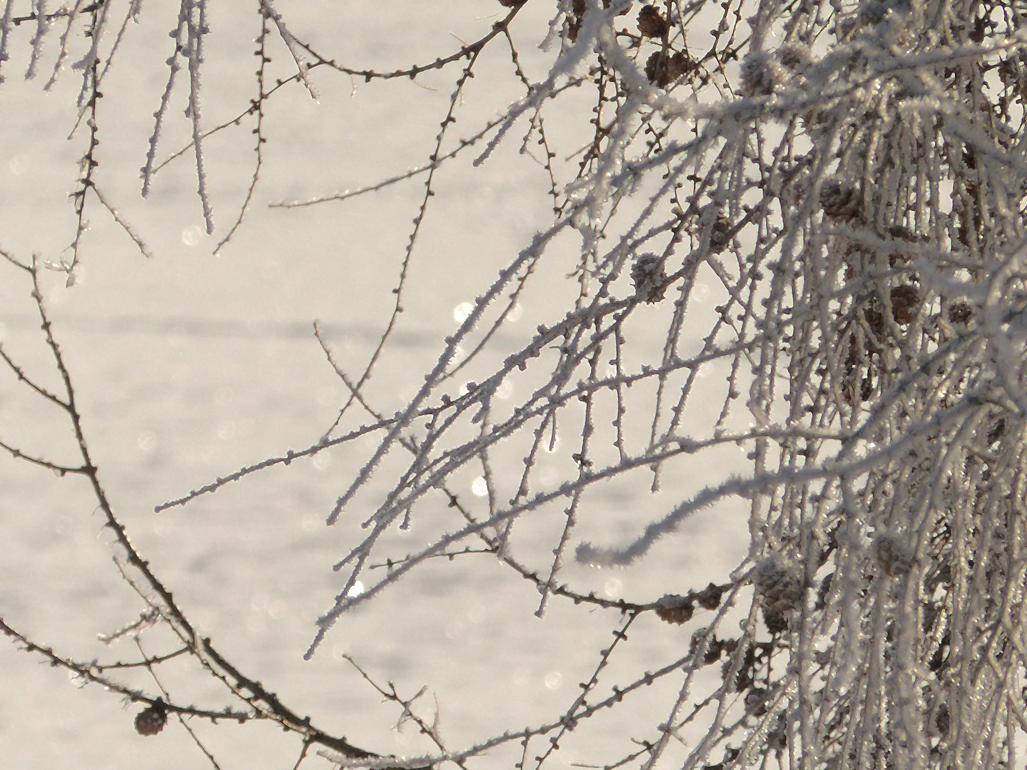 Europäische Lärche