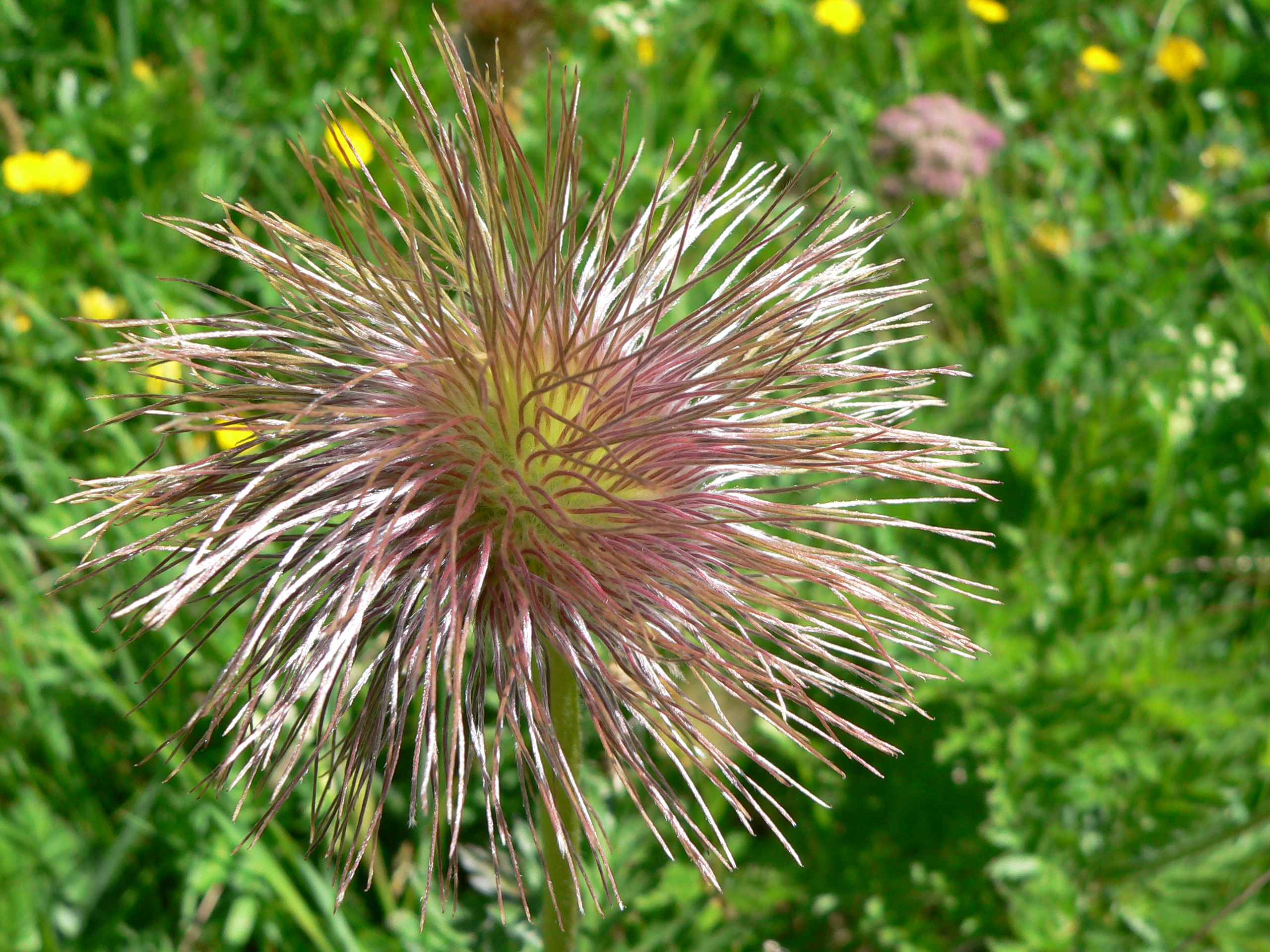 Alpenanemone