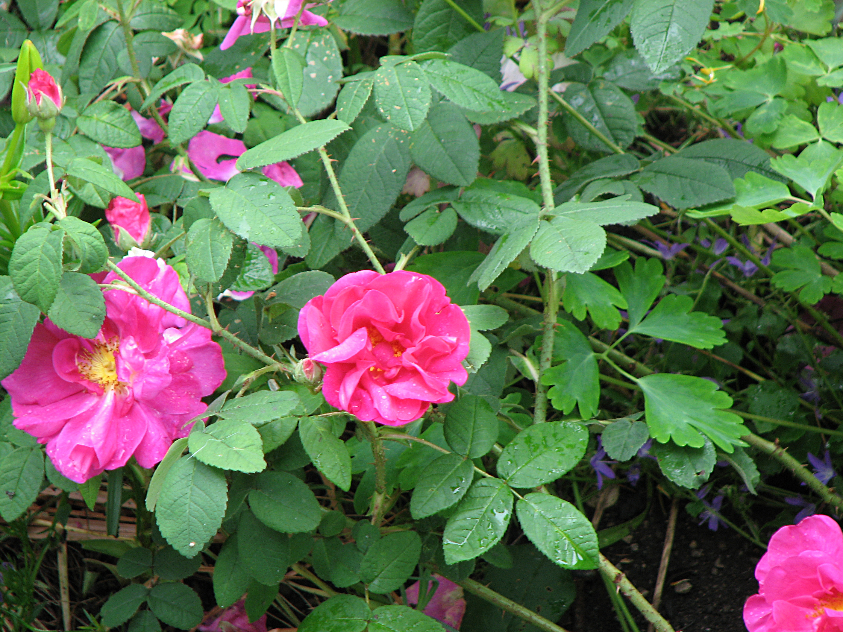 Apothekerrose