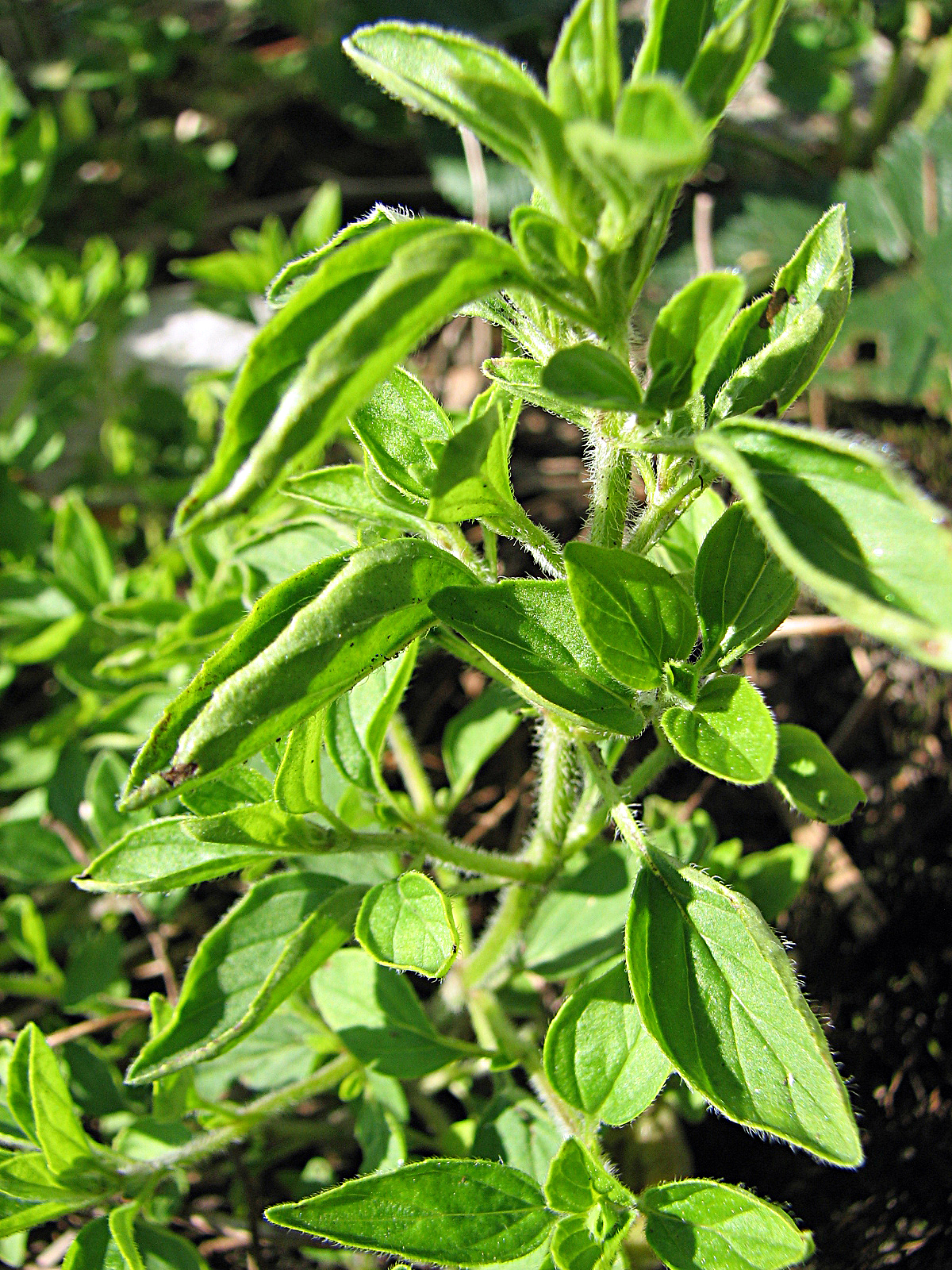 Griechischer Oregano