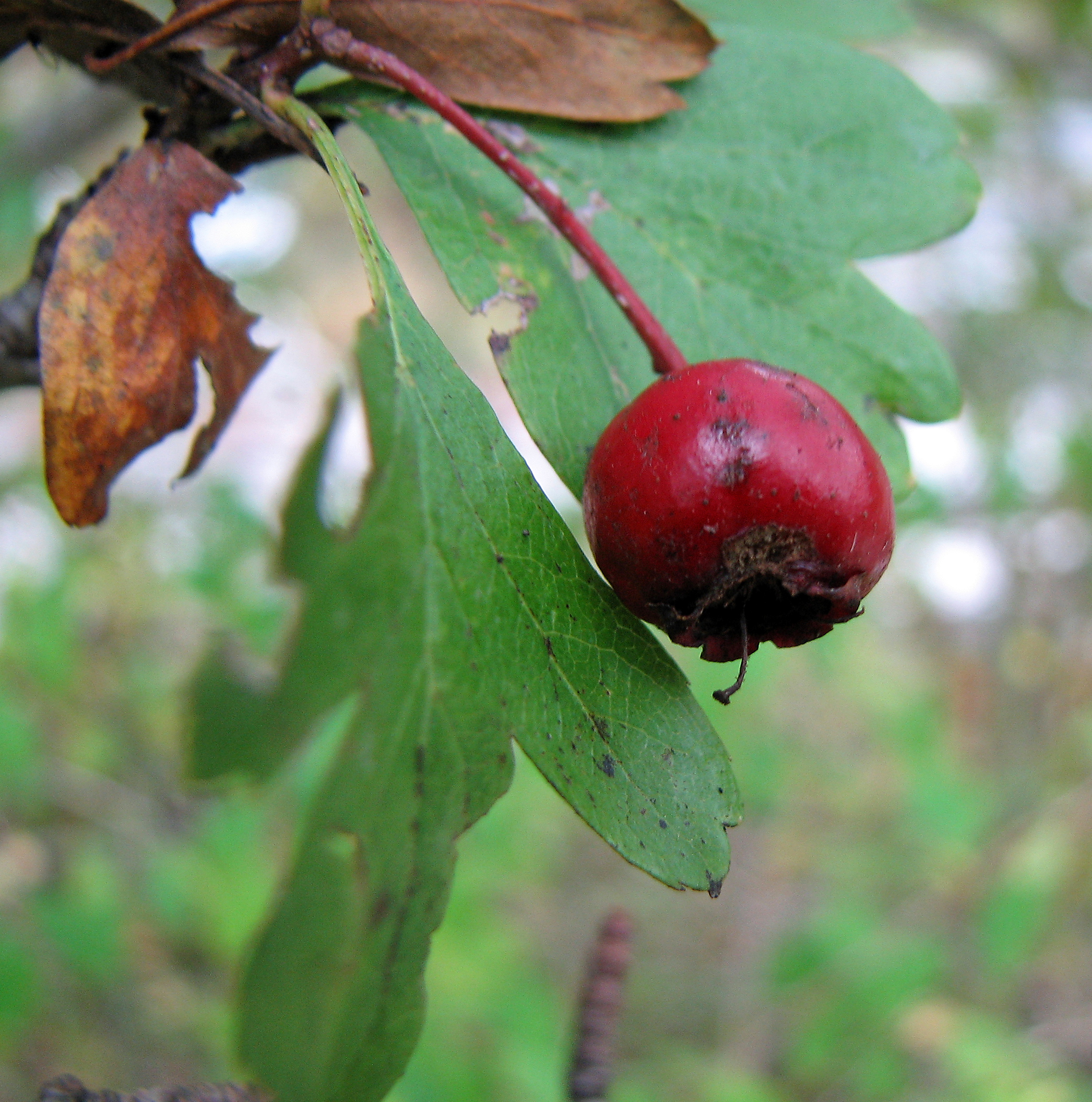 Eingriffeliger Weißdorn