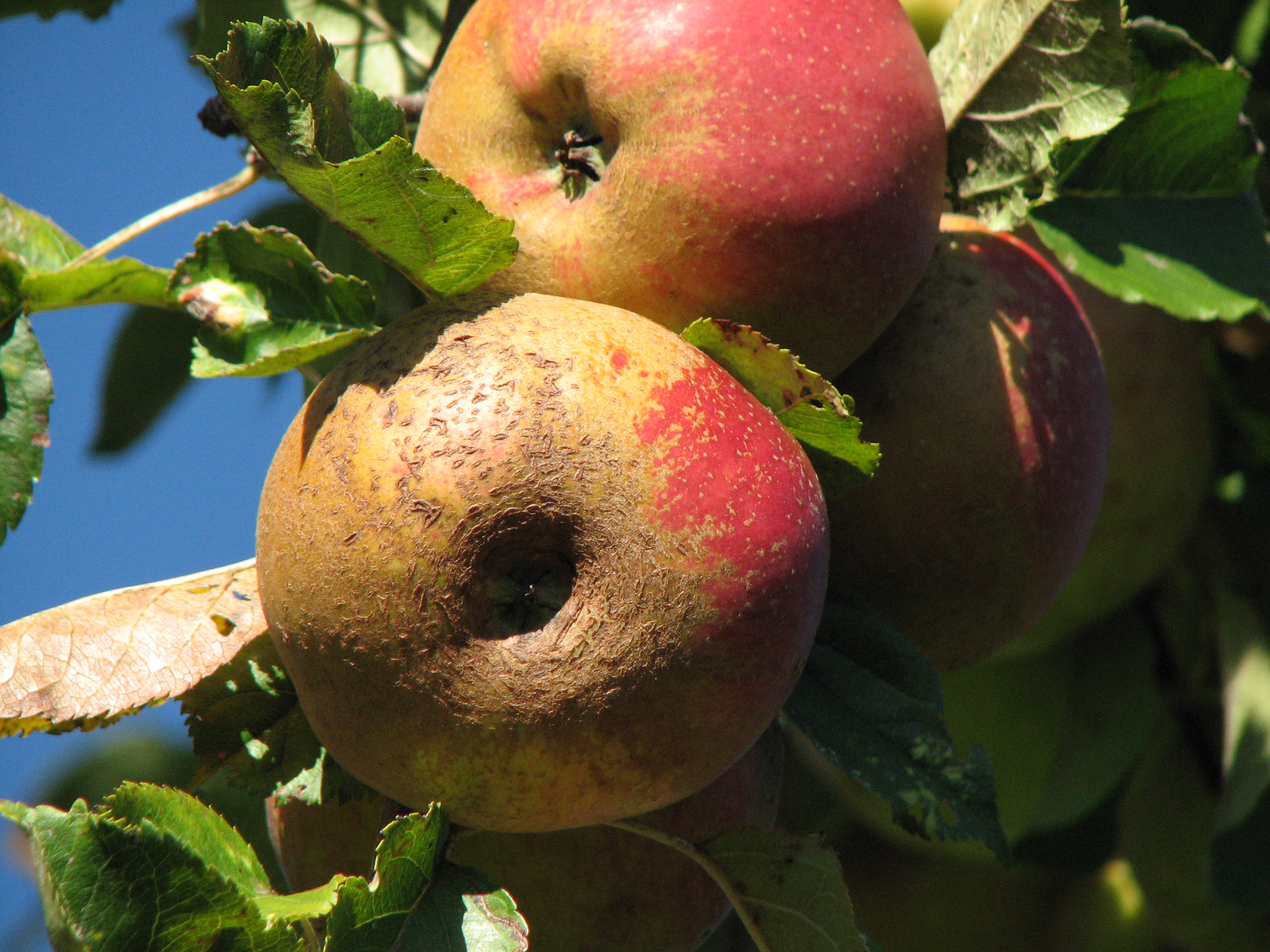 Orzotto mit Speck und Äpfeln