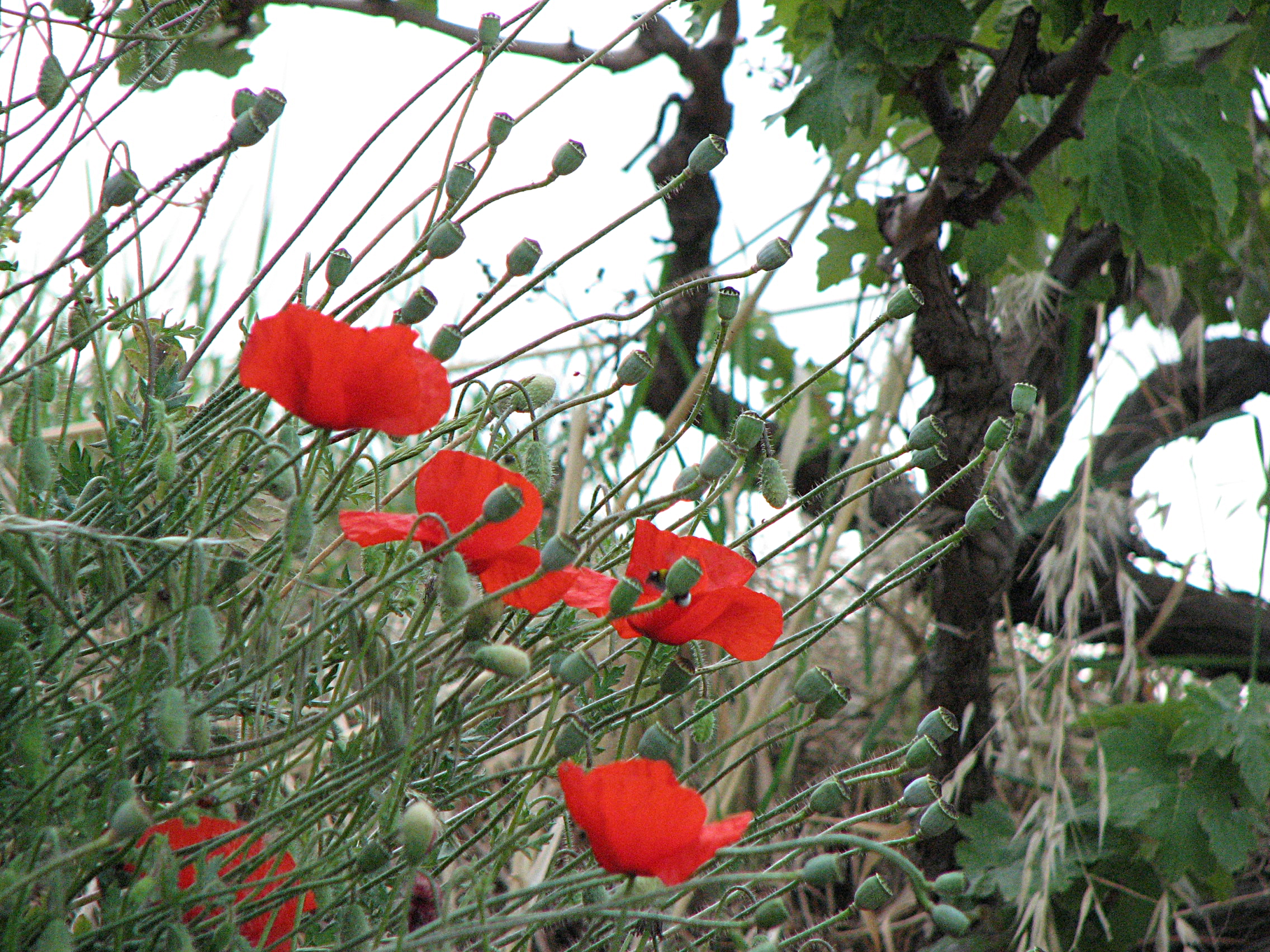 Klatschmohn
