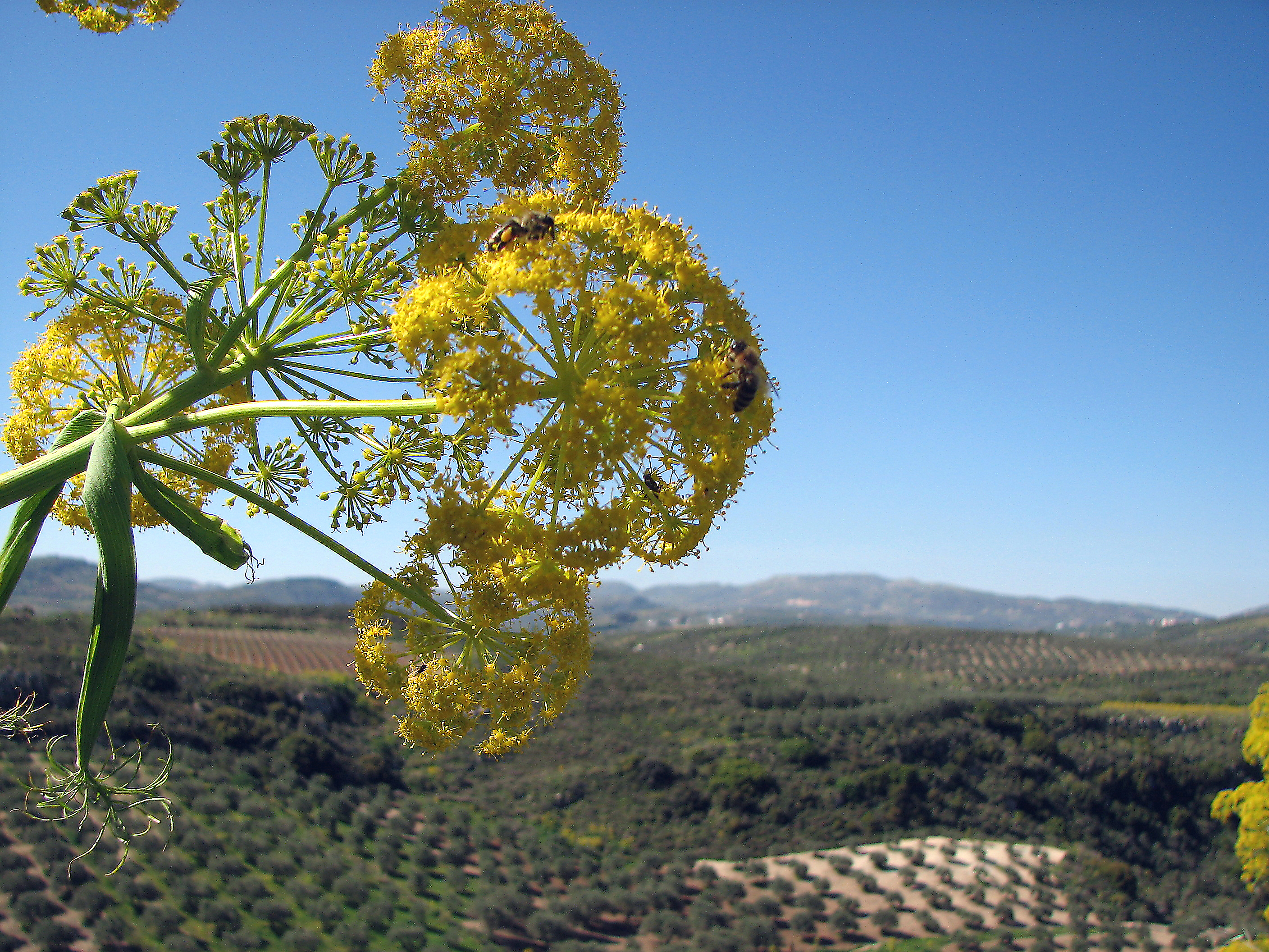 Riesenfenchel