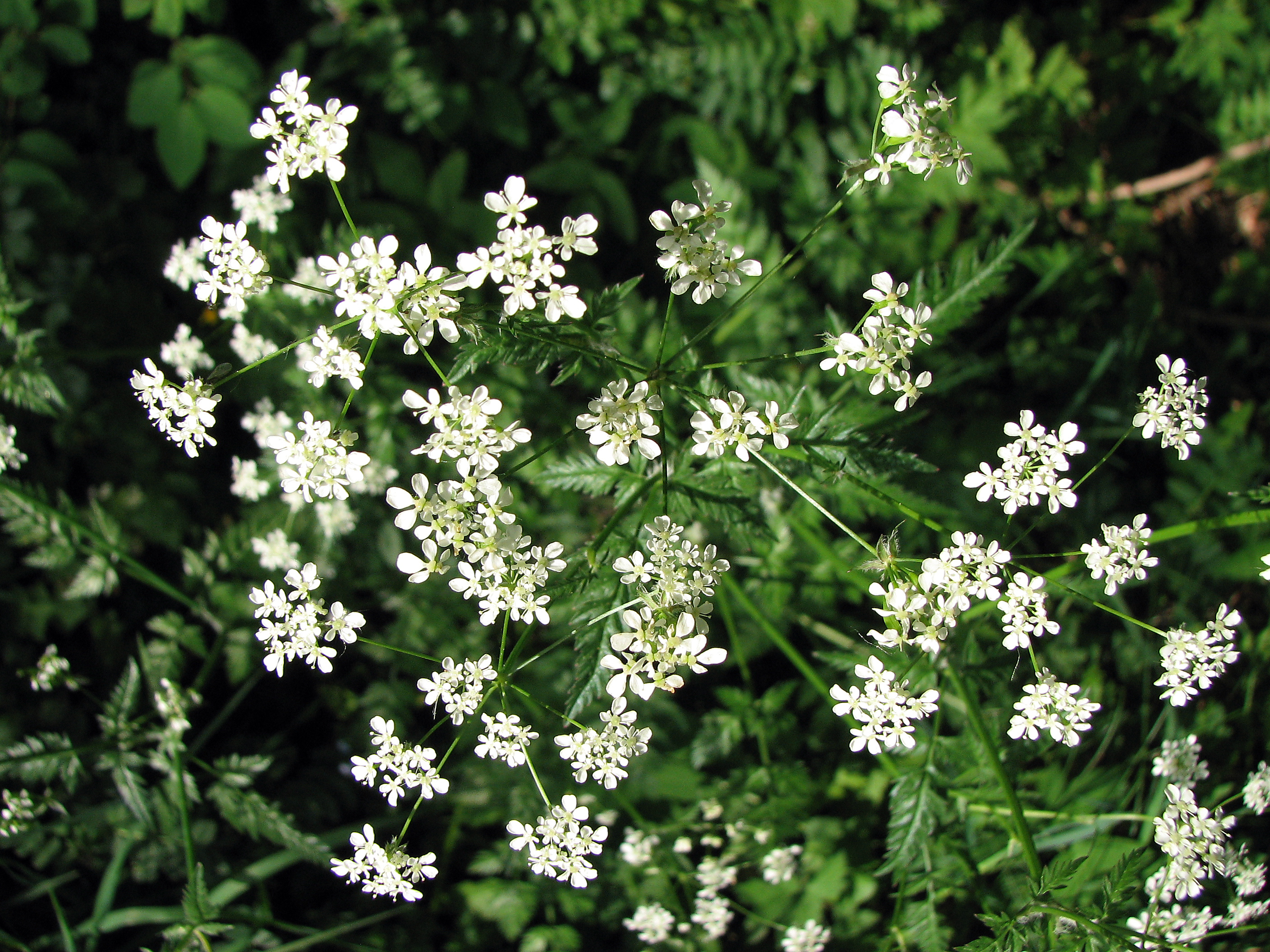 Wiesenkerbel