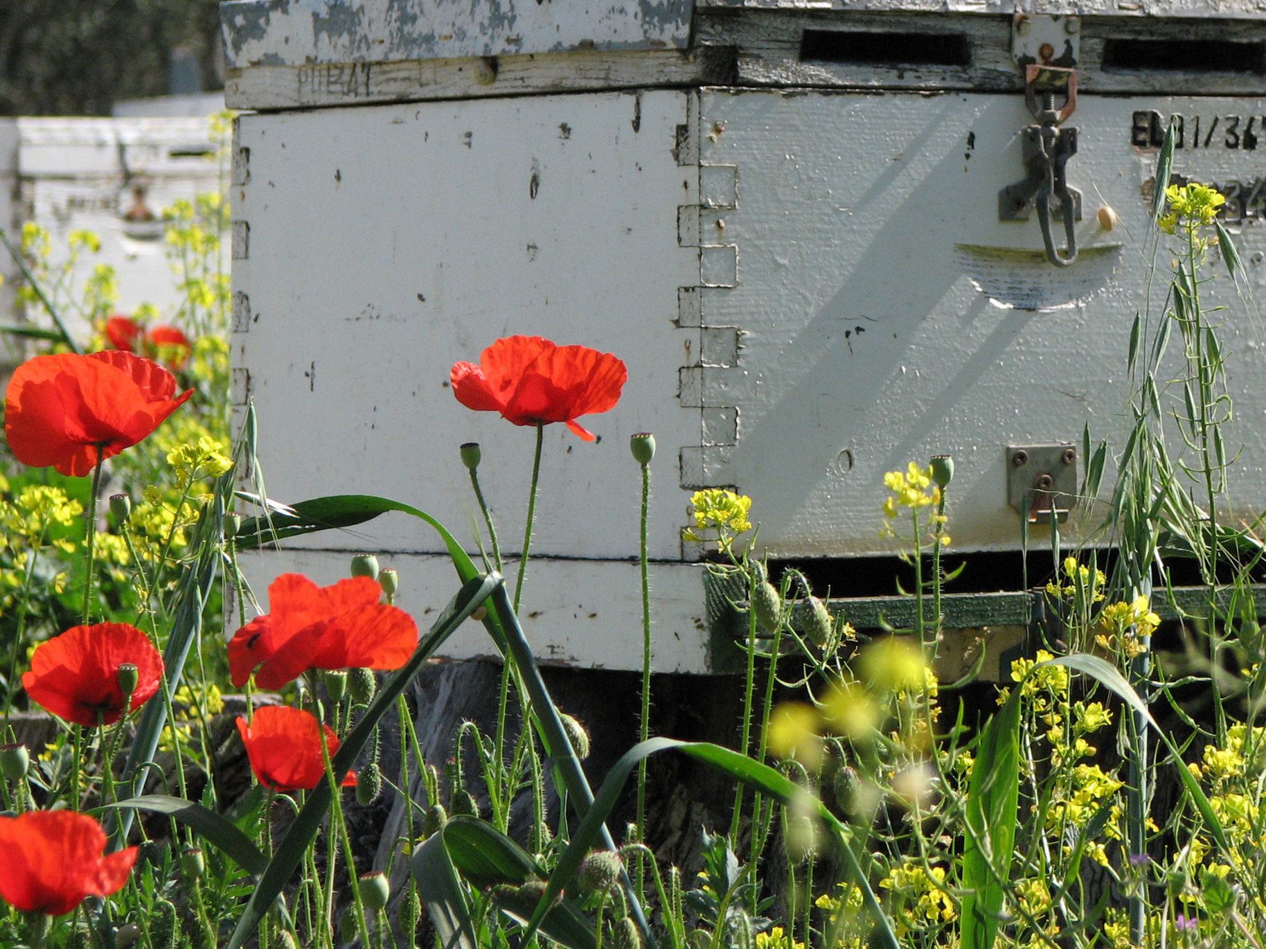 Klatschmohn