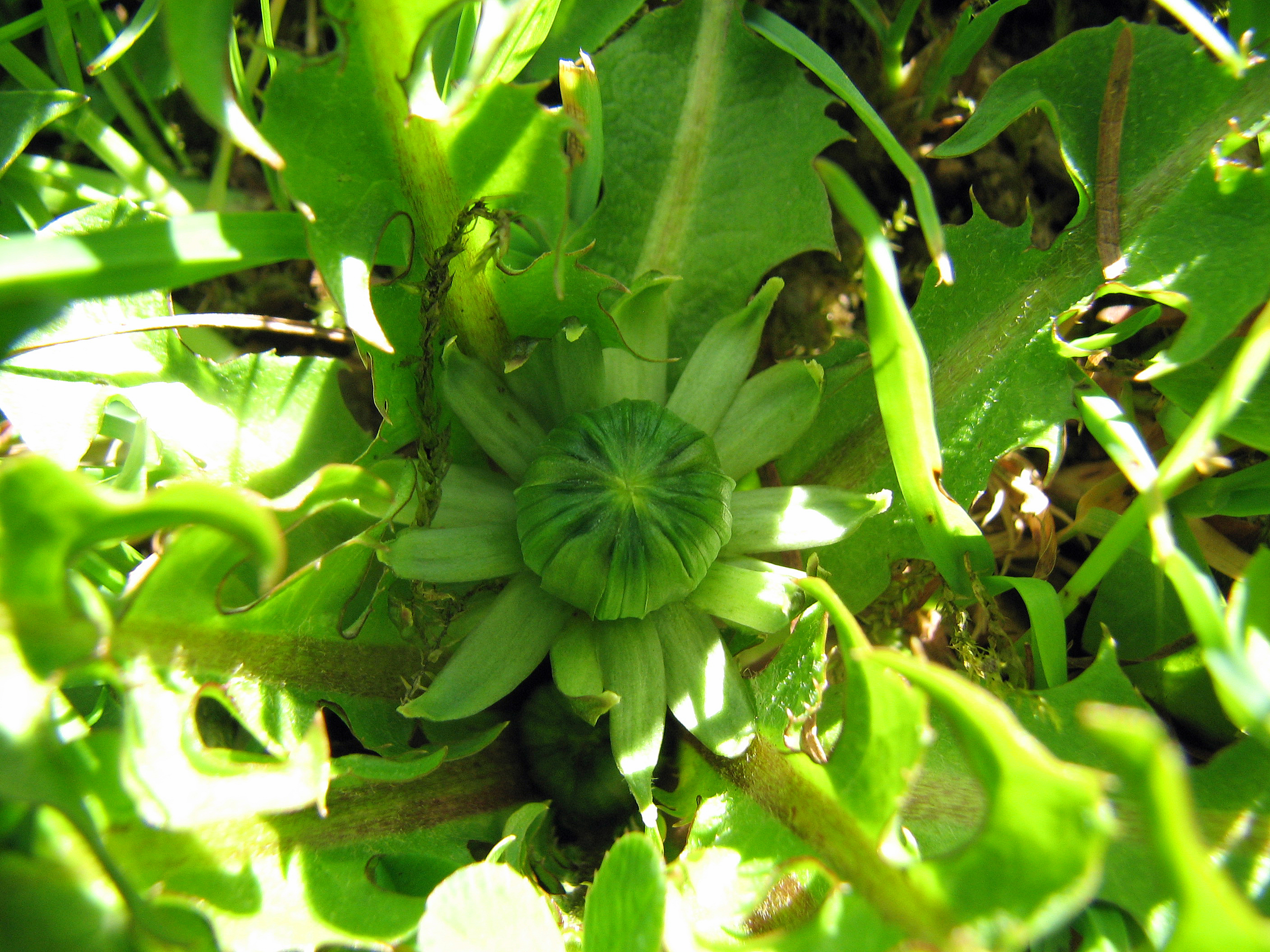 Gewöhnlicher Löwenzahn