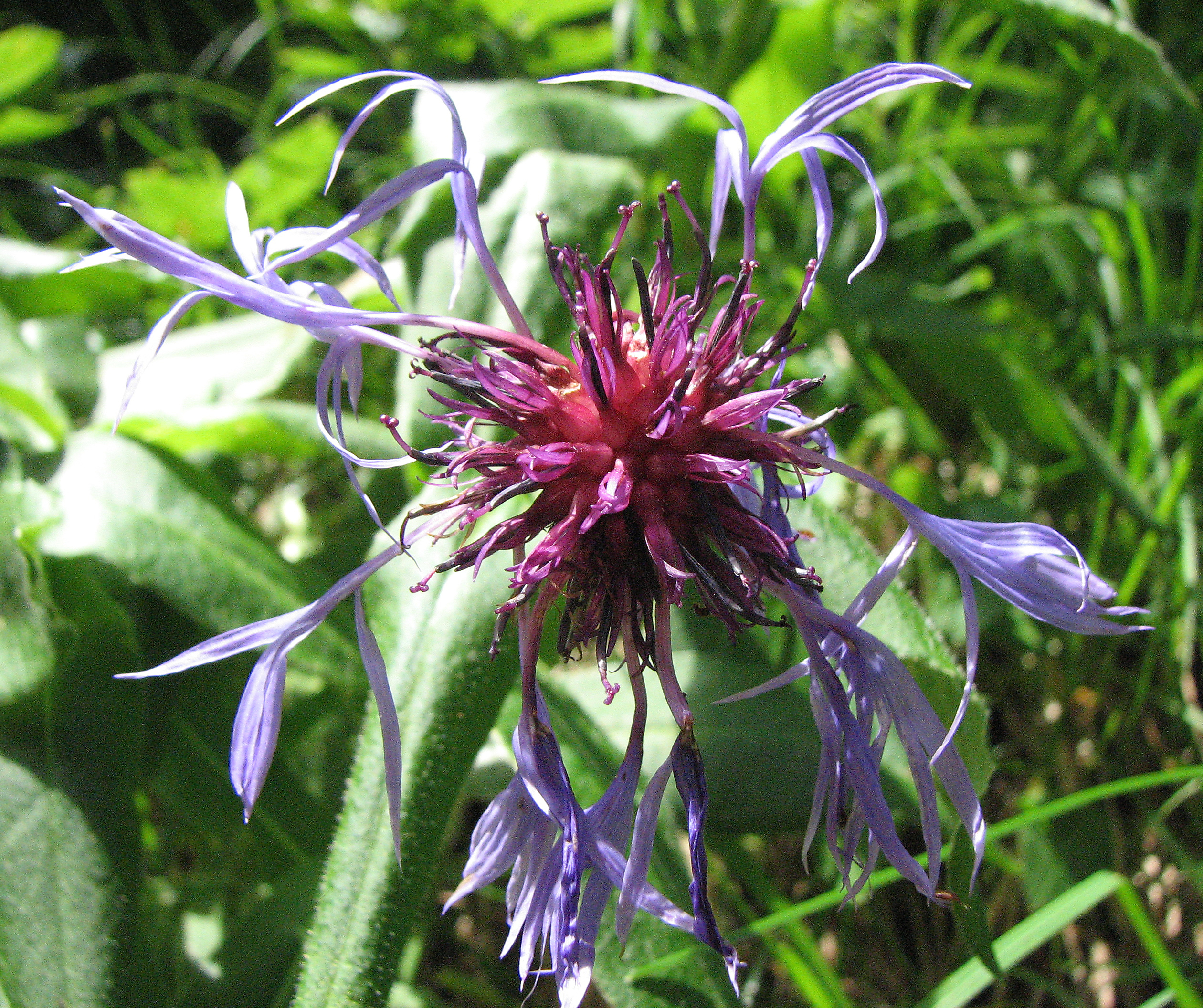 Bergflockenblume