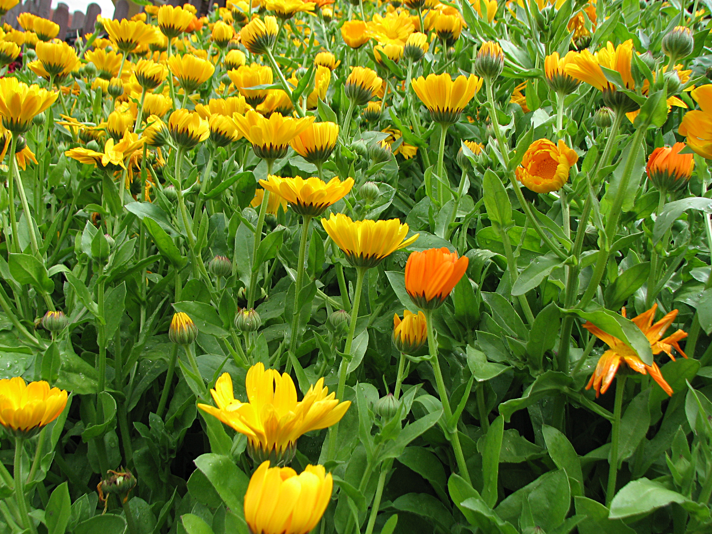 Ringelblume