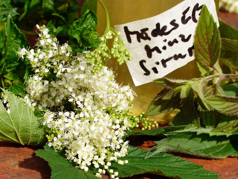 Mädesüß-Minz-Sirup