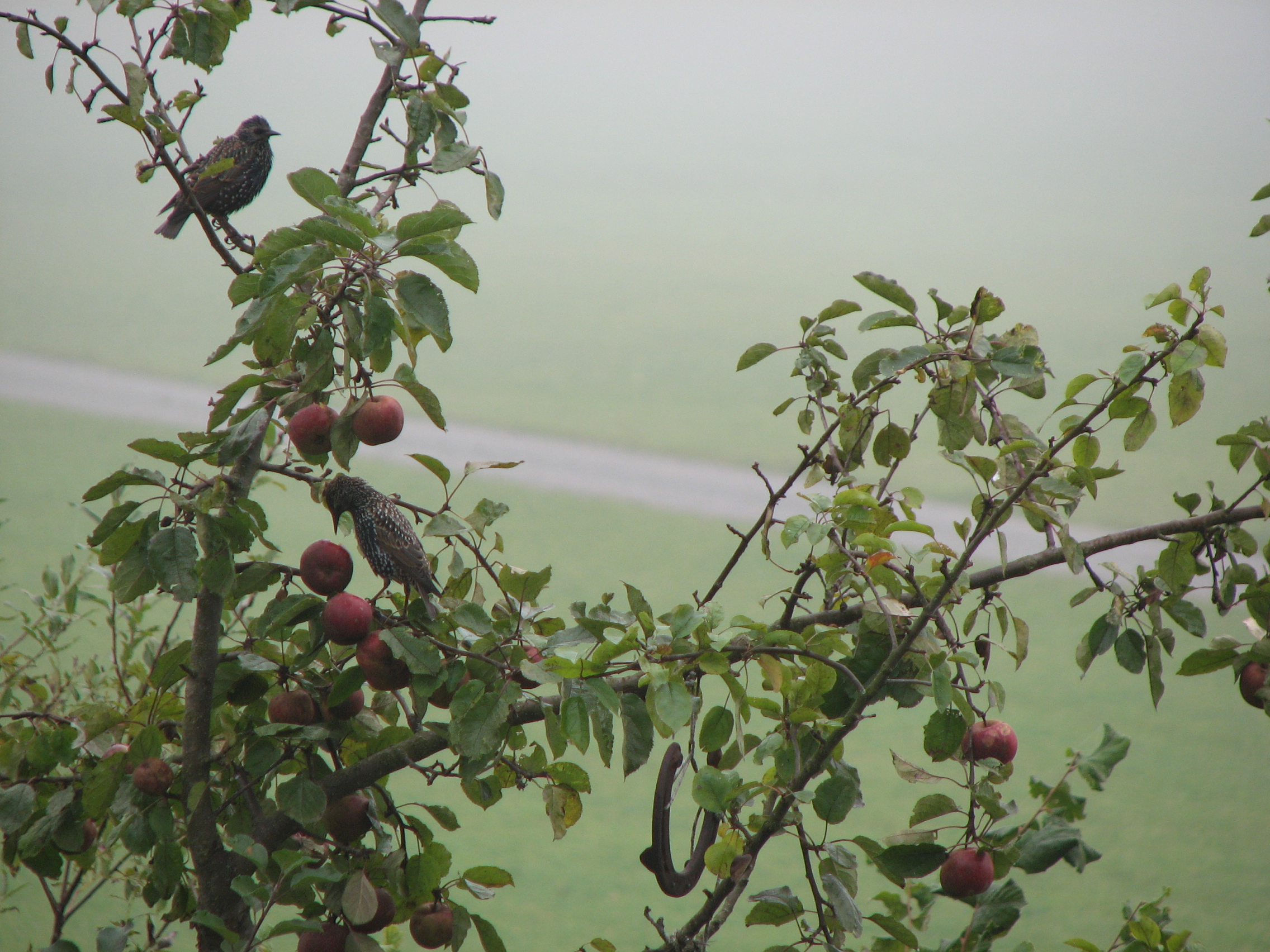 Apfel