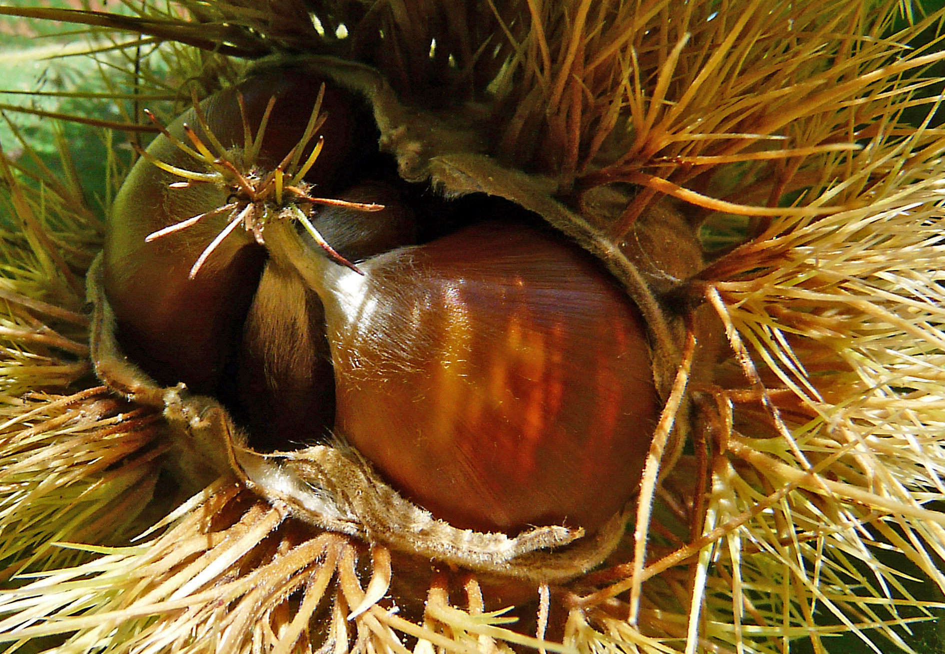Edelkastanie