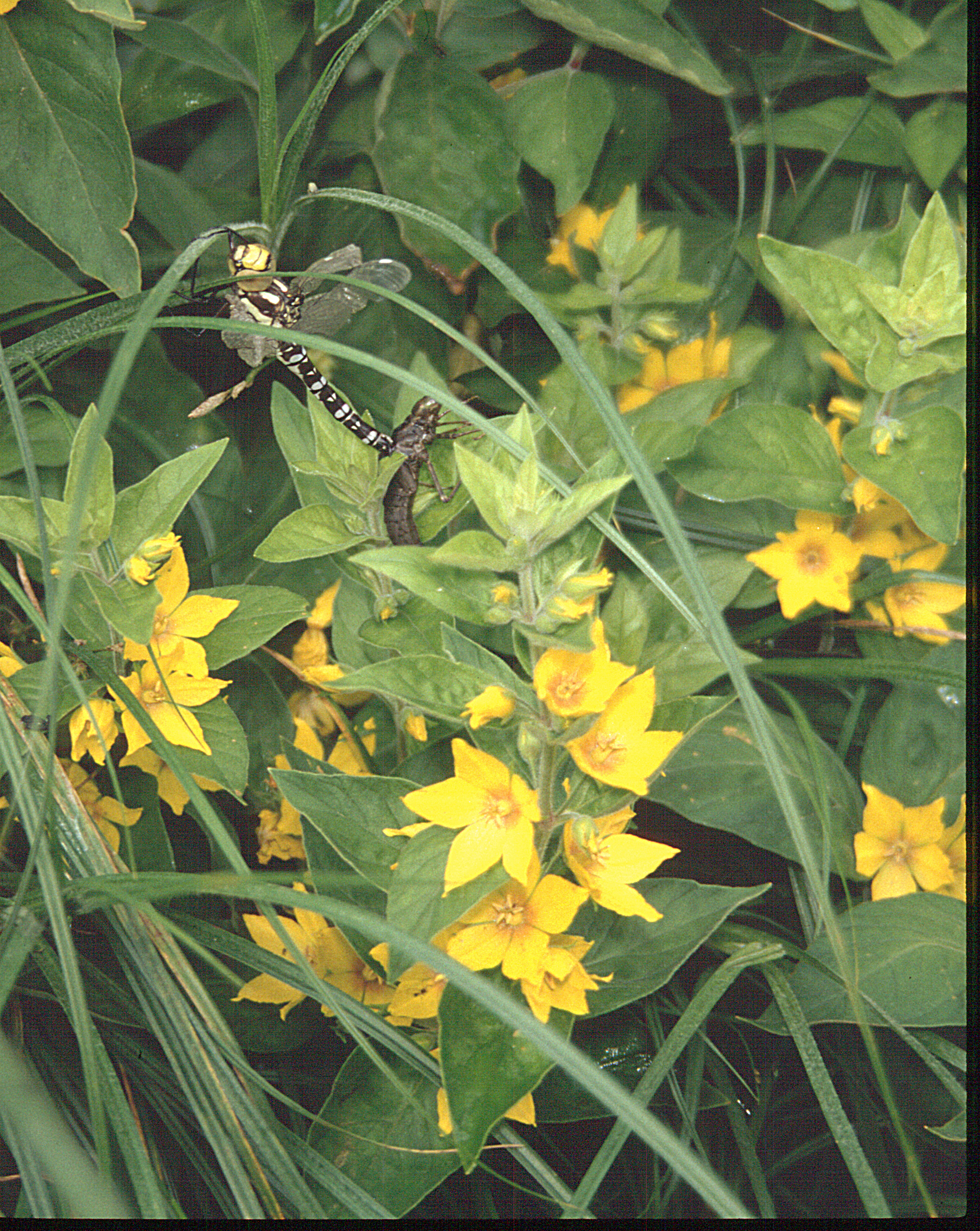 Goldfelberich