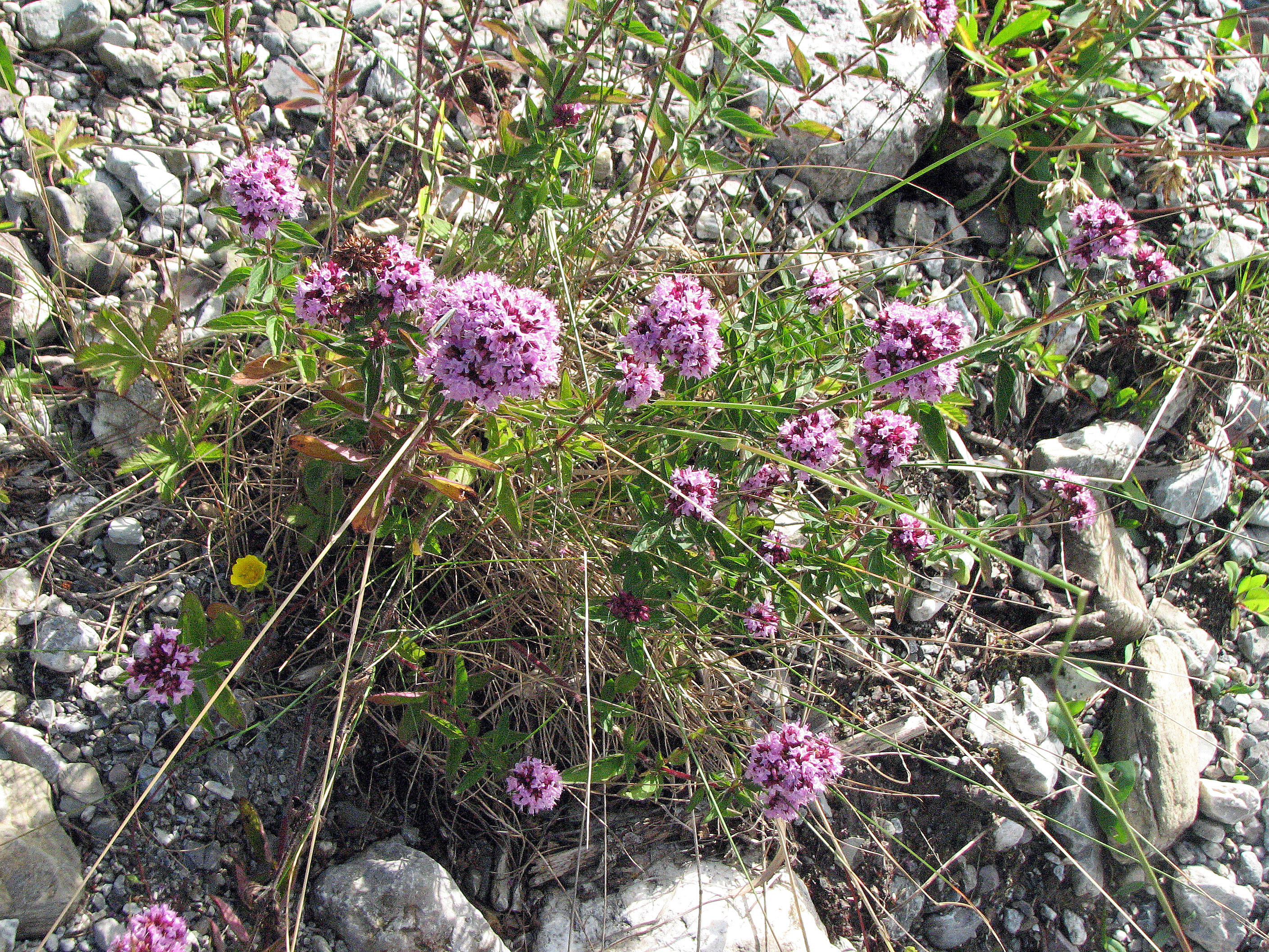 Gewöhnlicher Echter Dost