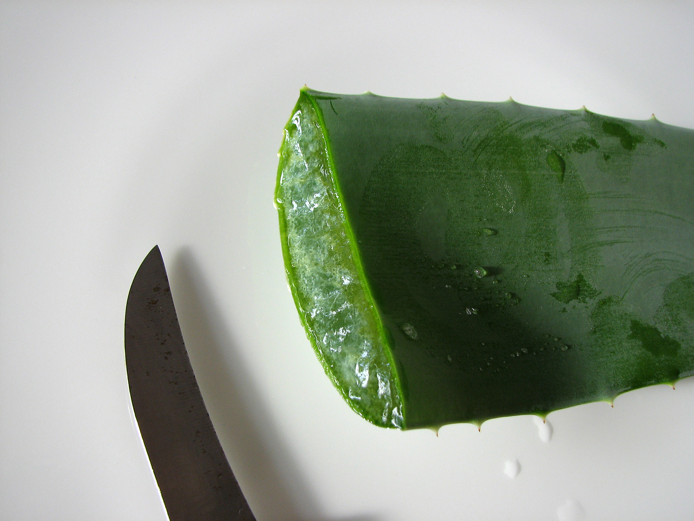 Aloe vera