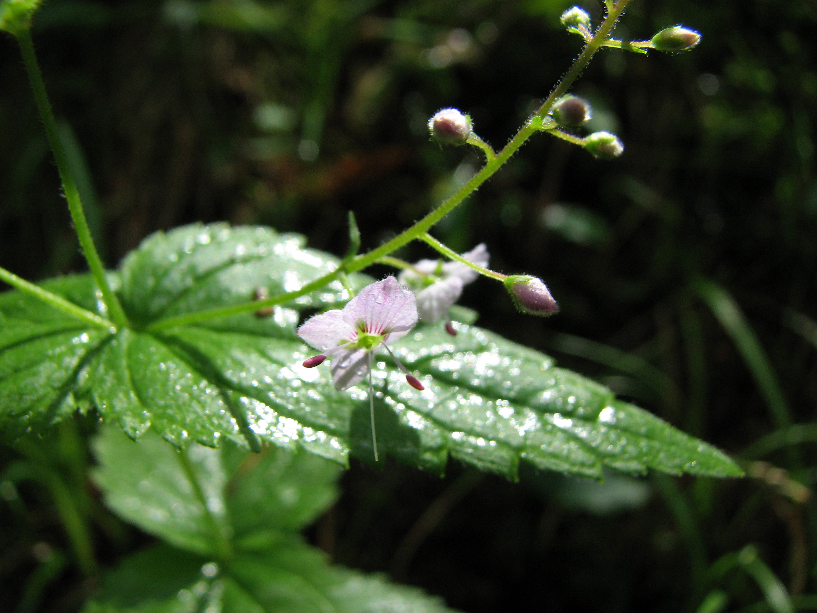 Nesselblättriger Ehrenpreis