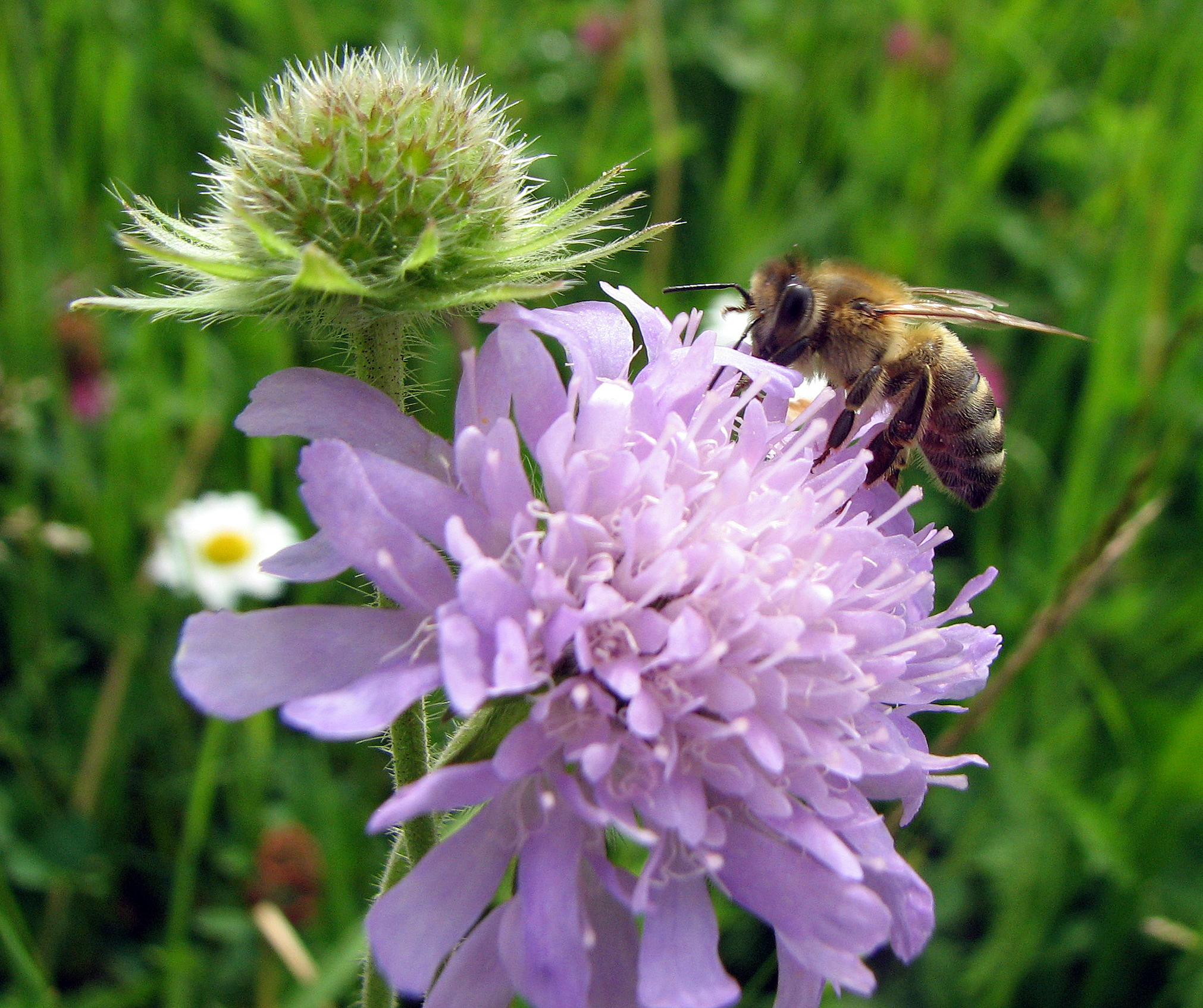 Wiesenwitwenblume
