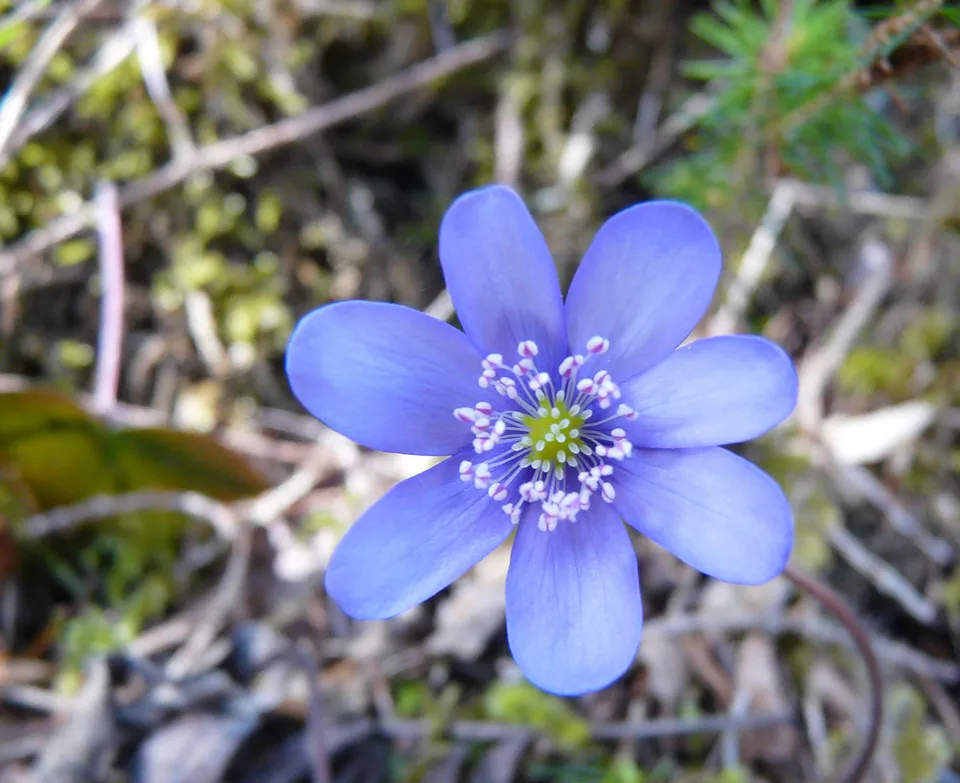 Leberblümchen