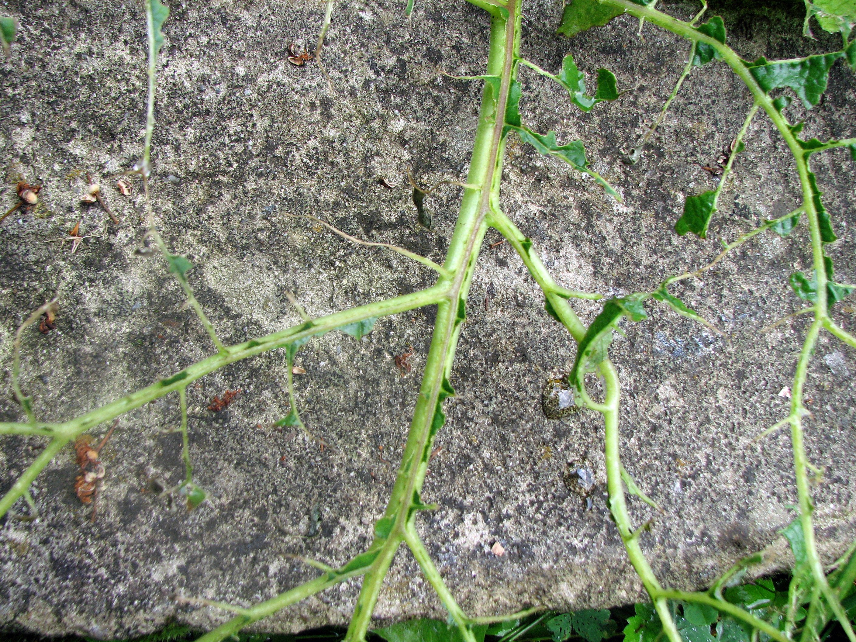 Große Klette