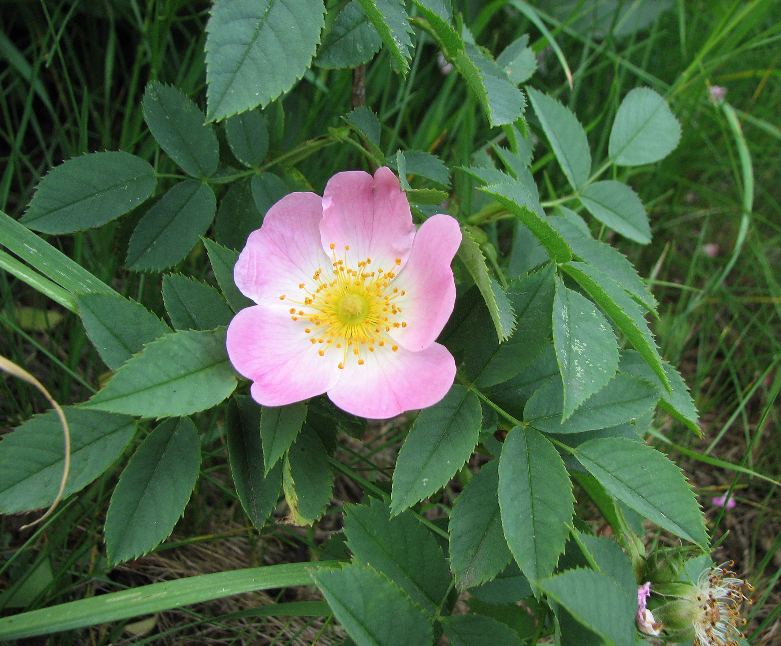 Hundsrose-Wildrose