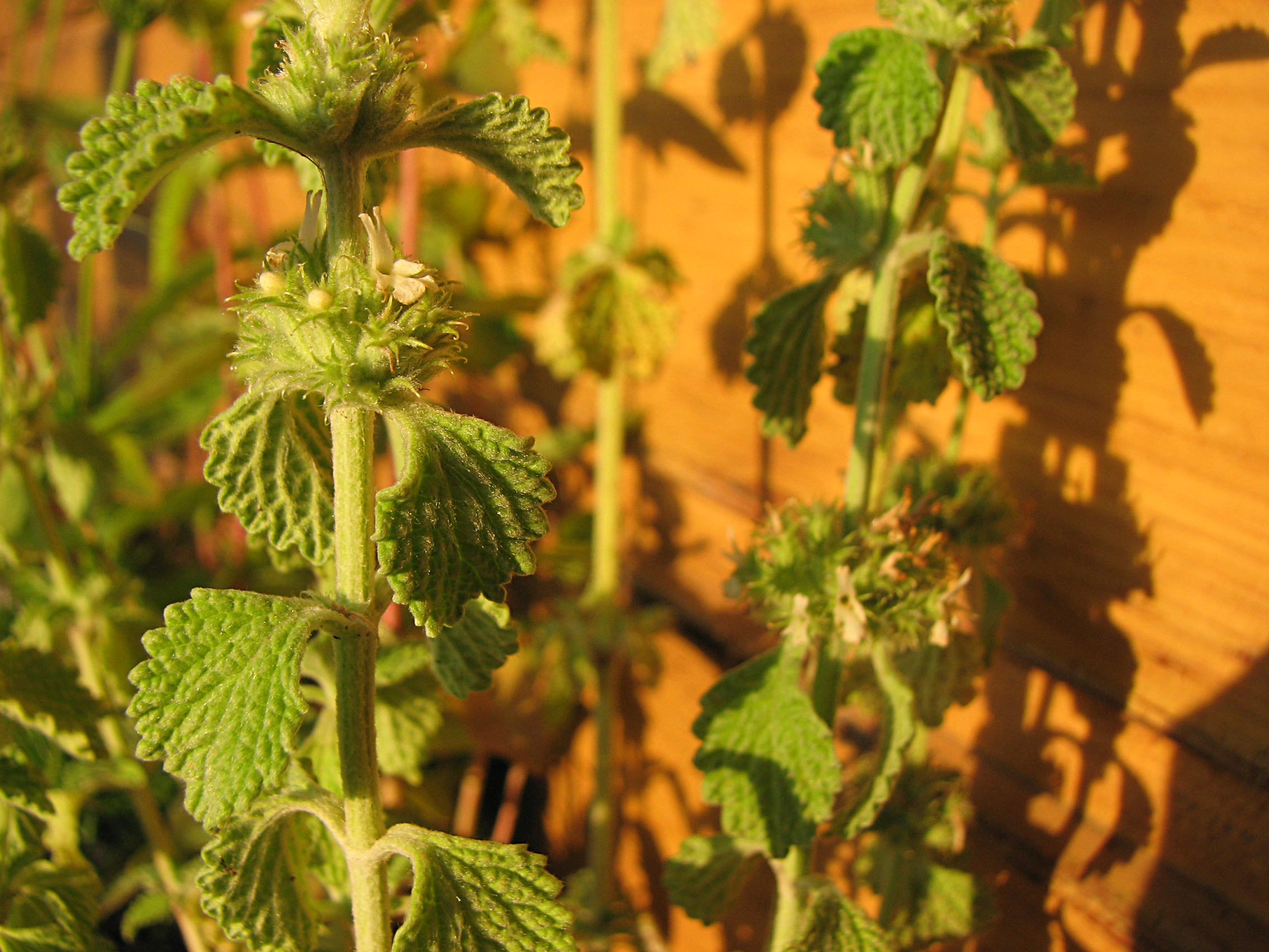 Gewöhnlicher Andorn