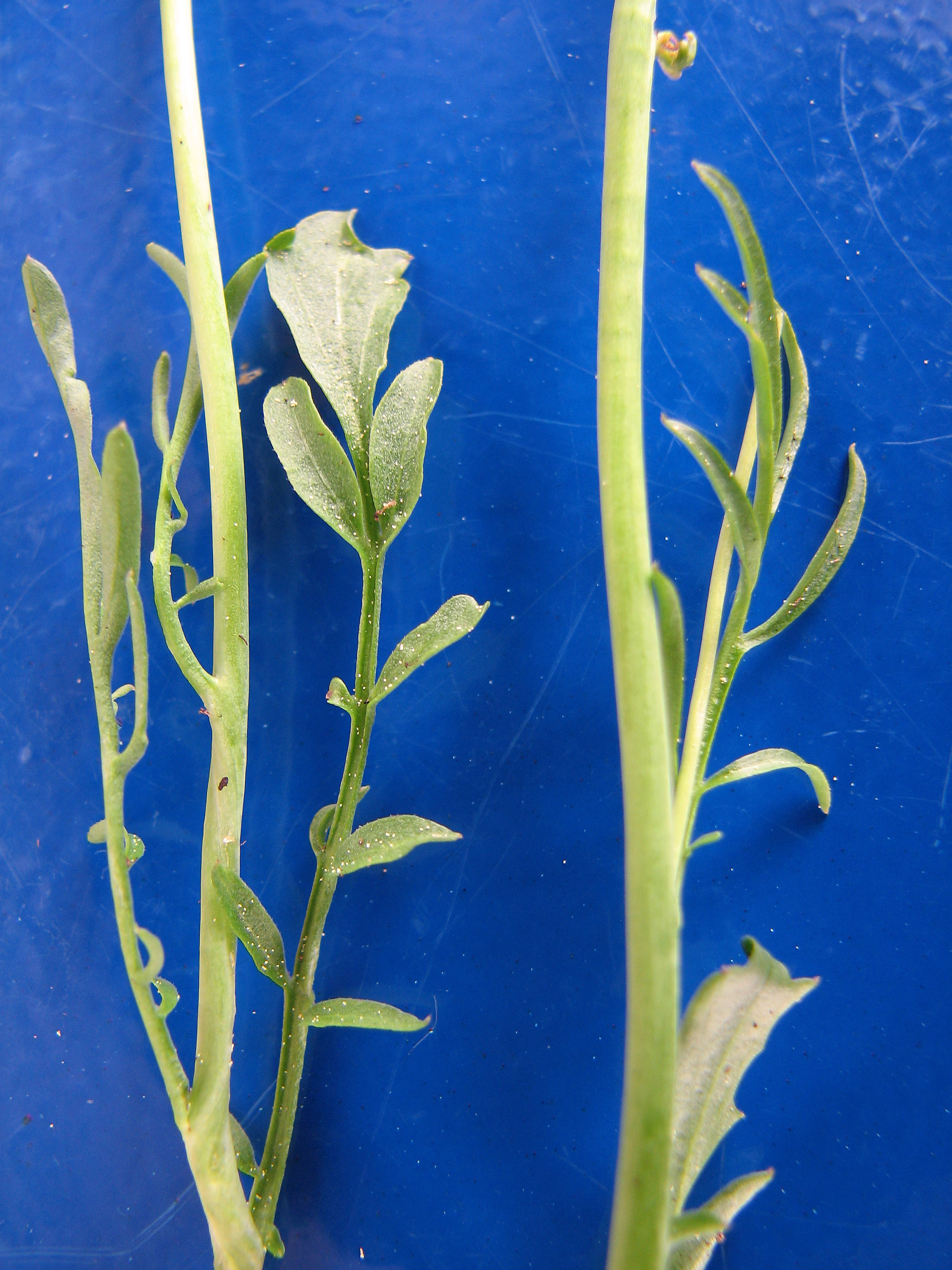 Wiesenschaumkraut