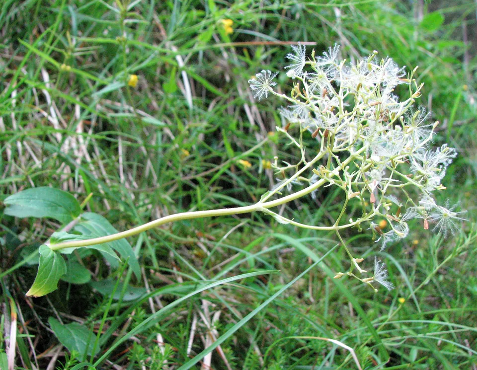 Bergbaldrian