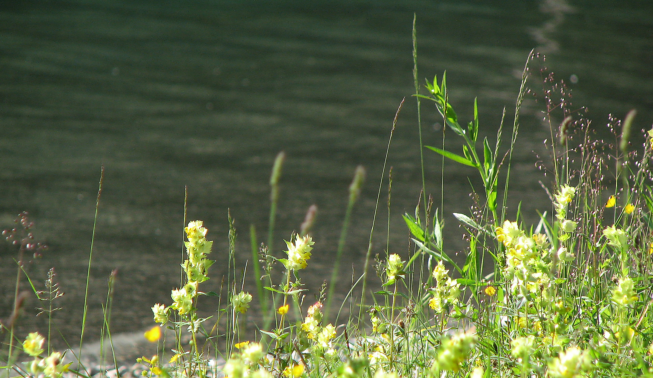 Zottiger Klappertopf