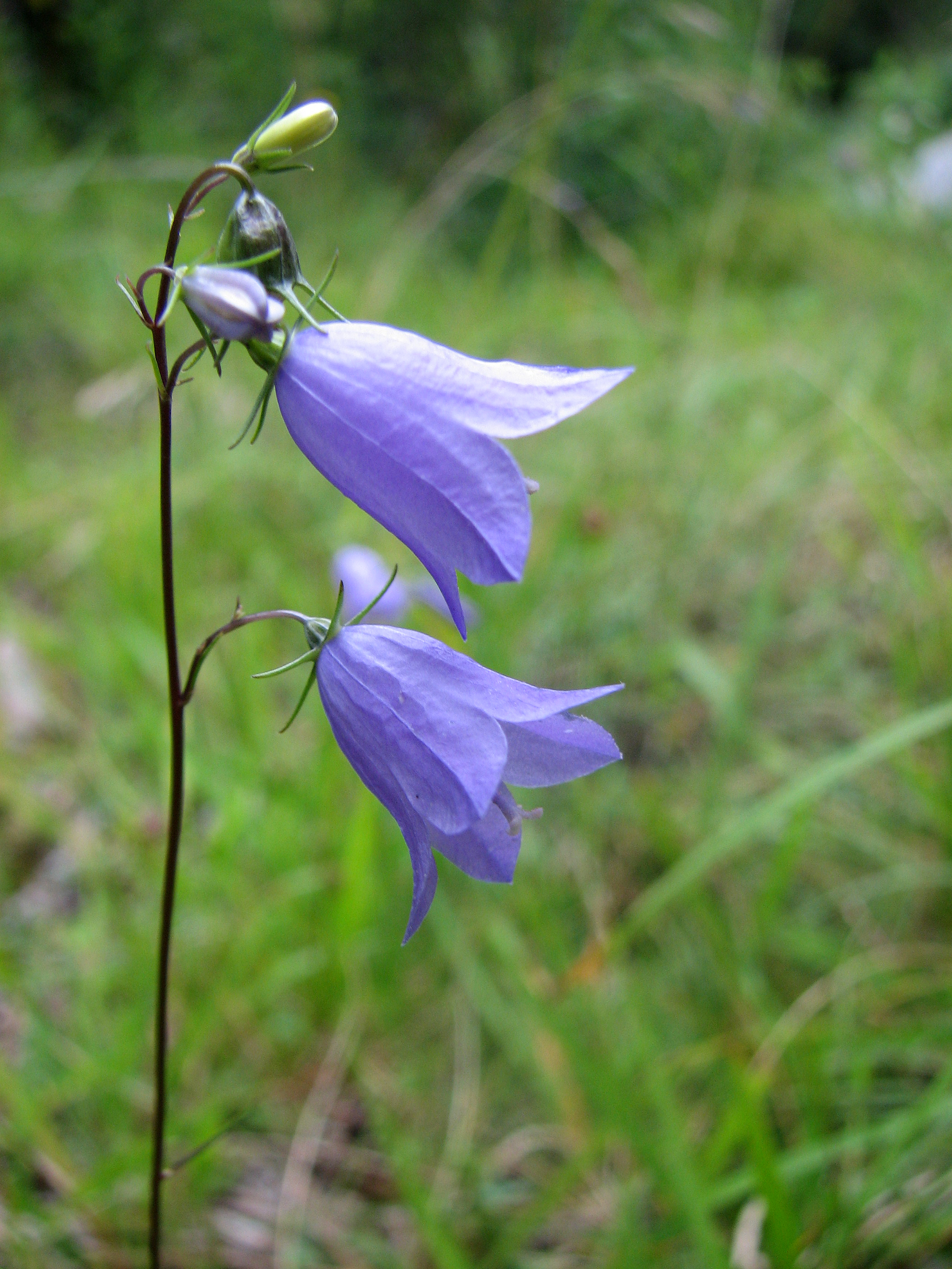 Scheuchzers Glockenblume