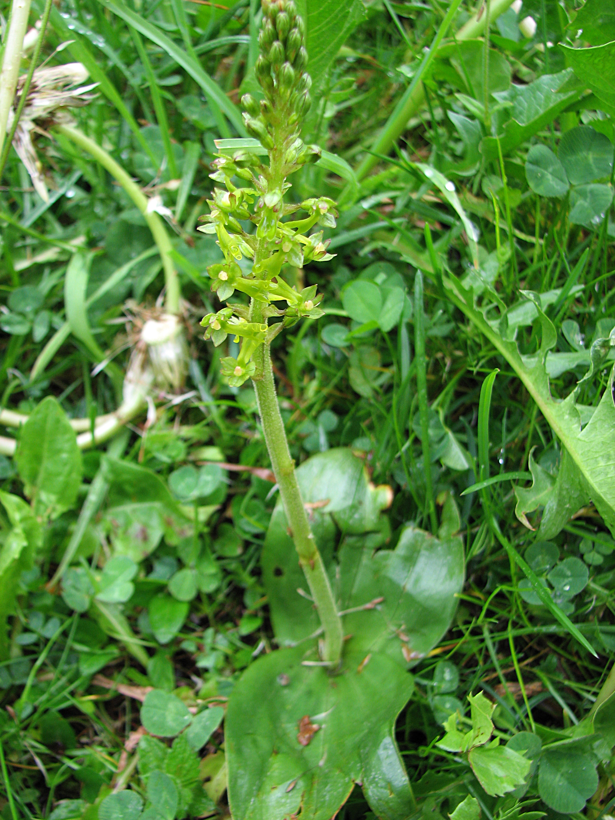 Großes Zweiblatt