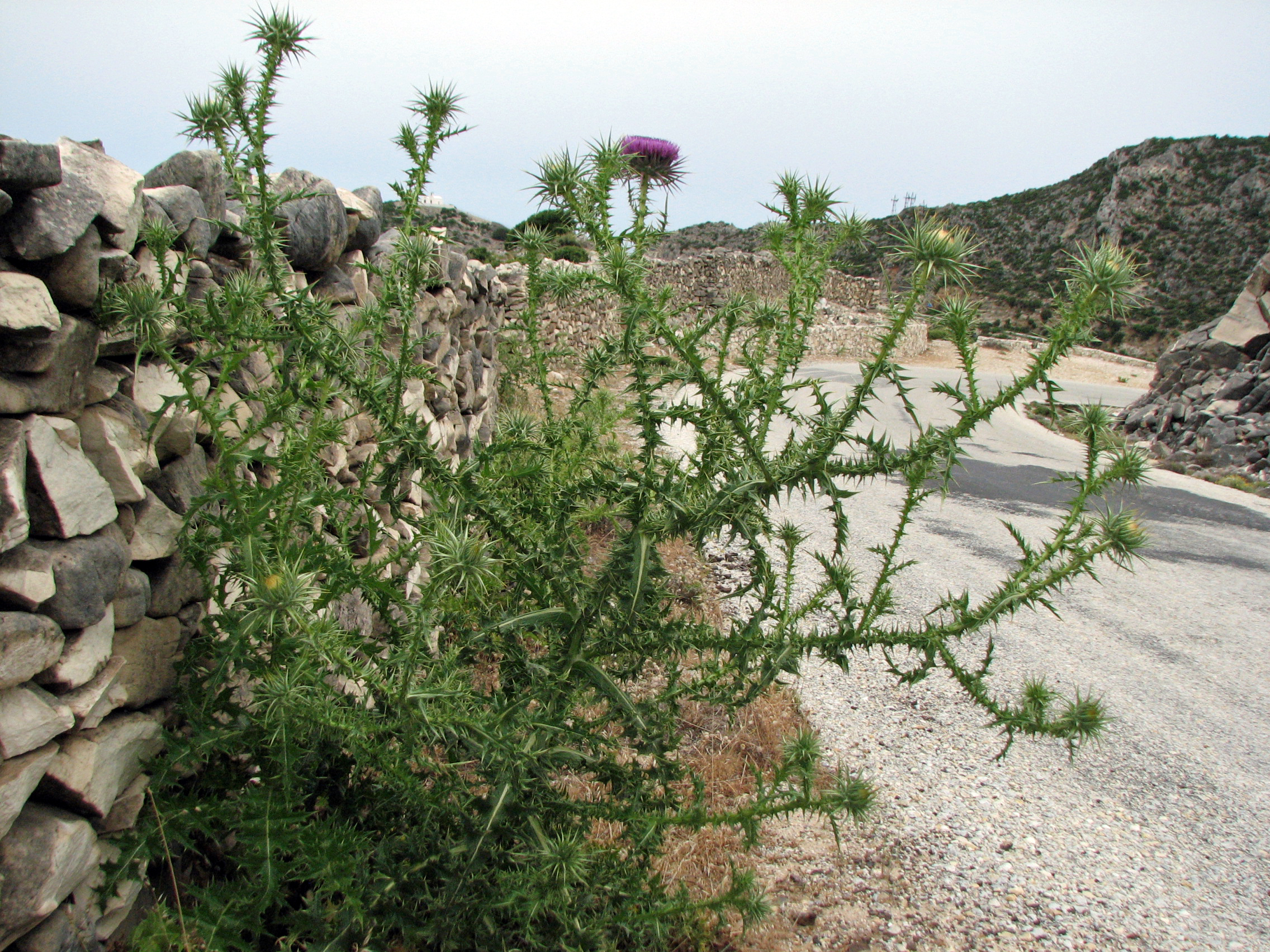 Eselsdistel