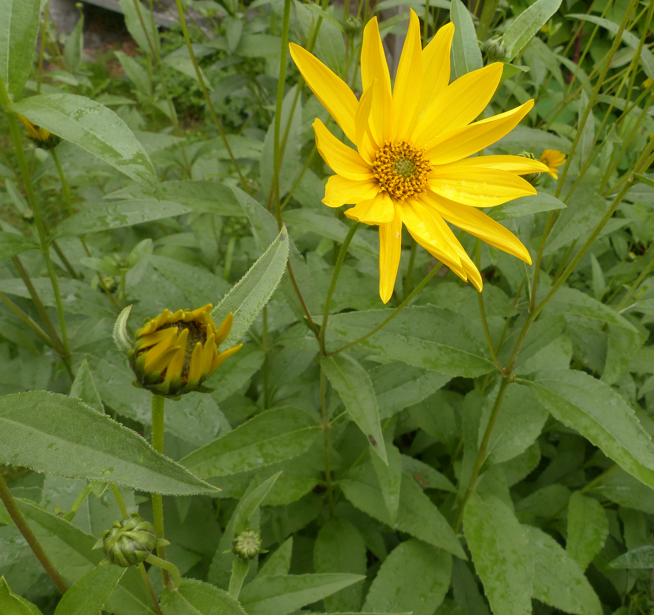 Armblütige Sonnenblume