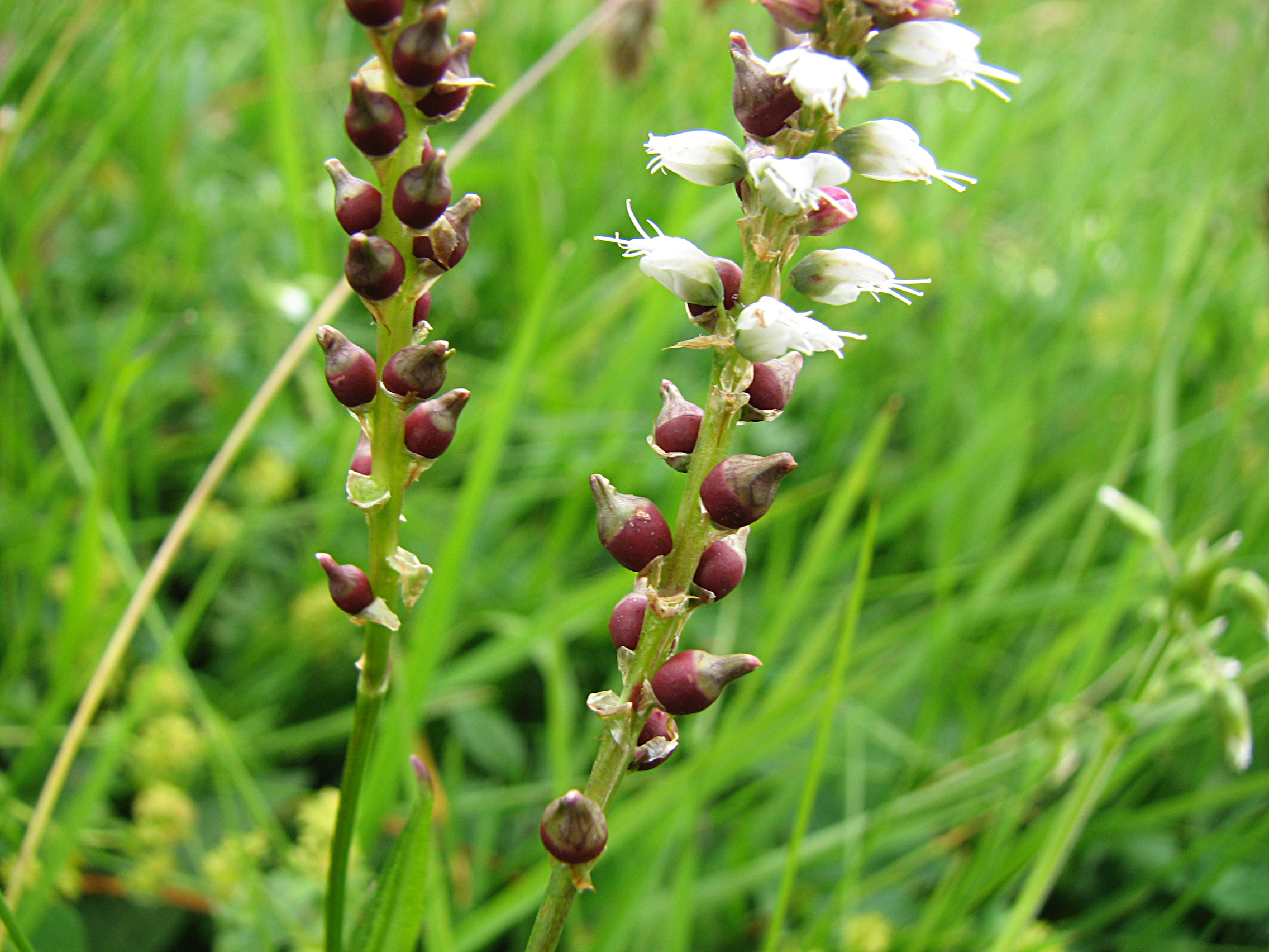 Knöllchenknöterich