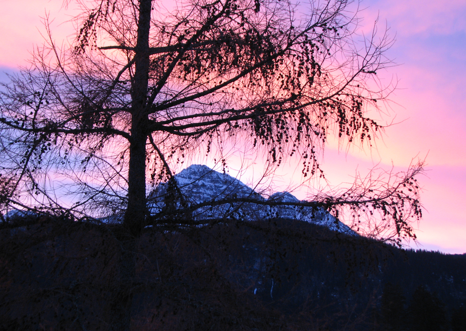 Europäische Lärche