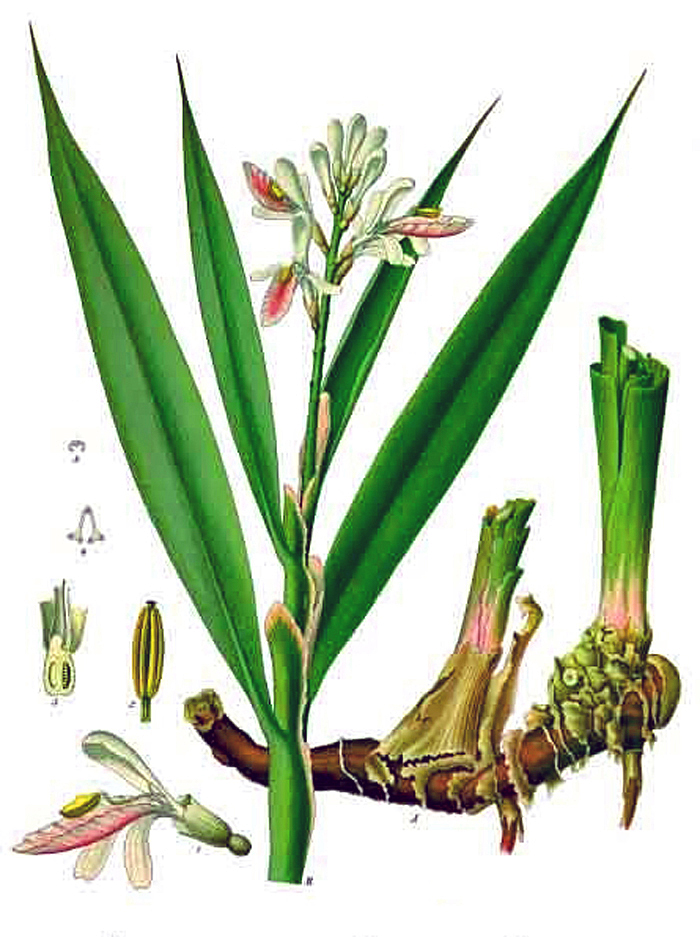 Echter Galgant
