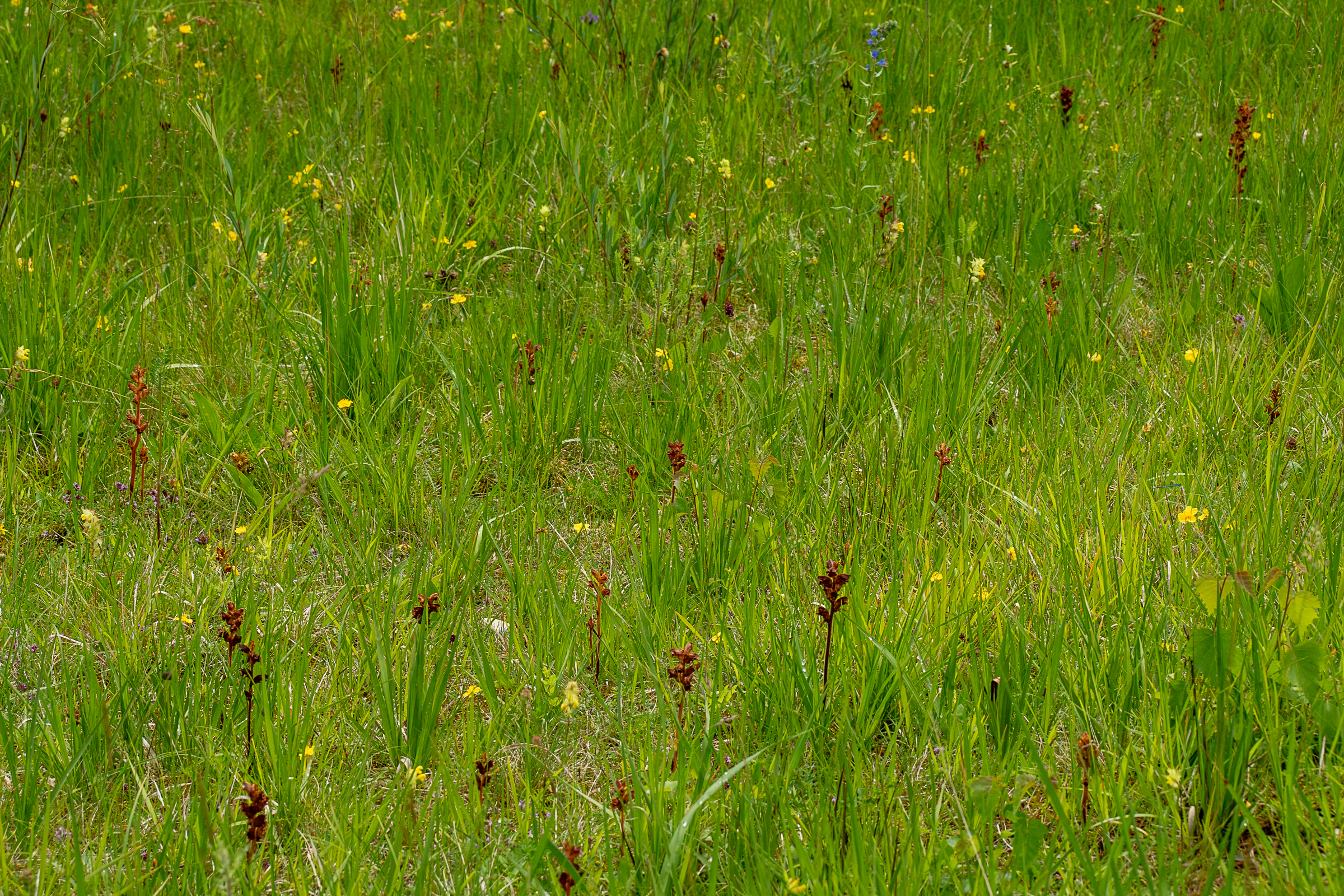 Blutrote Sommerwurz