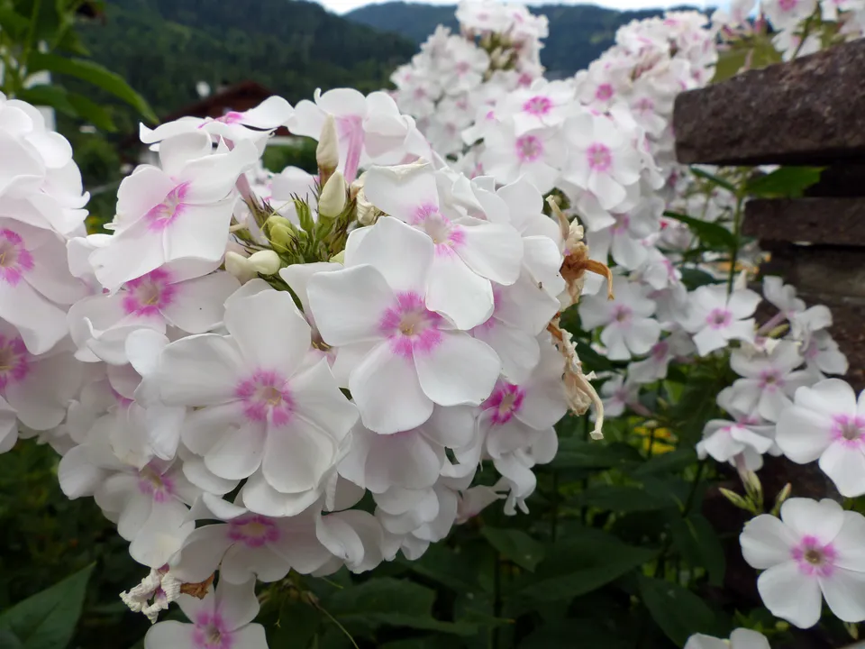 Phlox