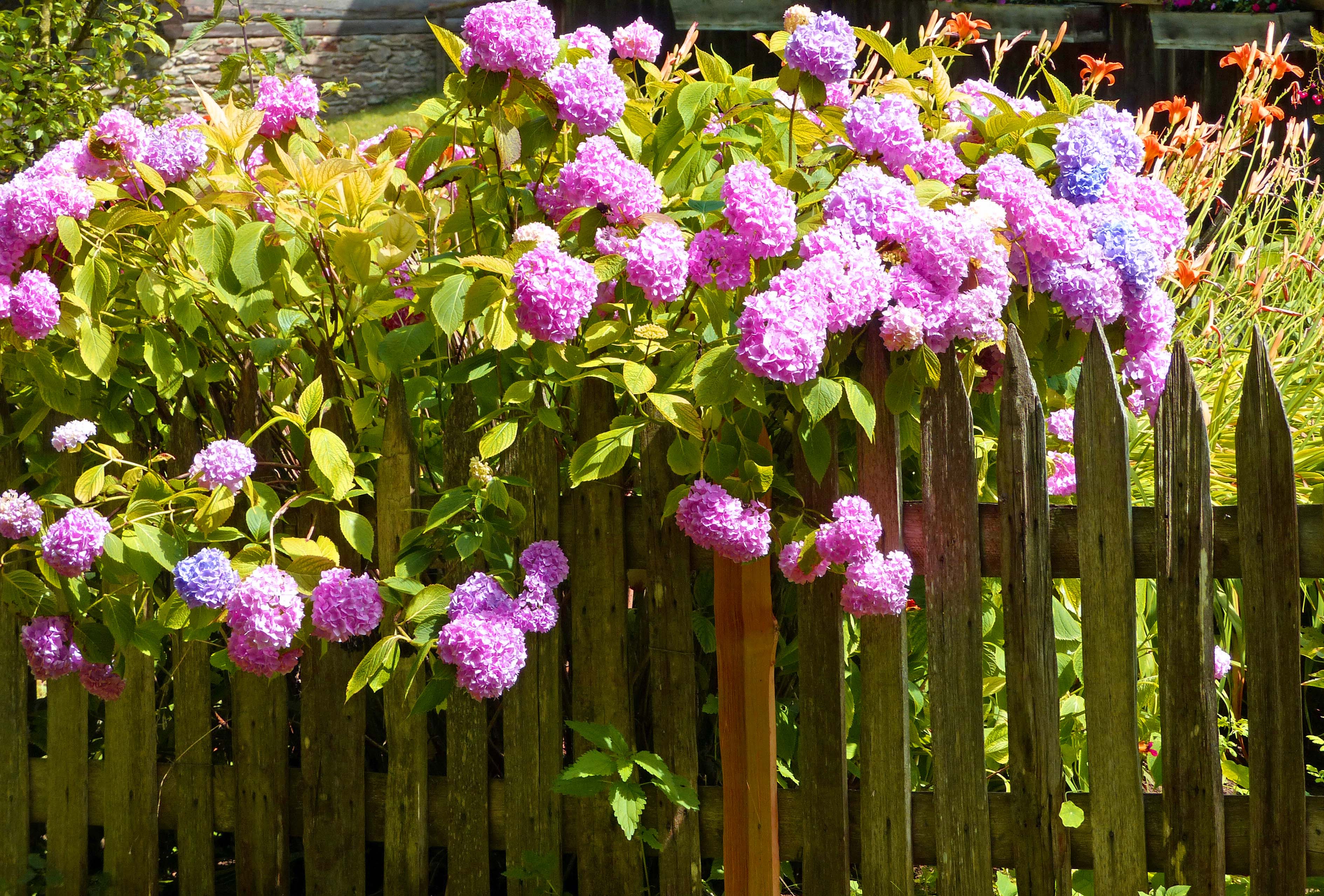 Bauernhortensie
