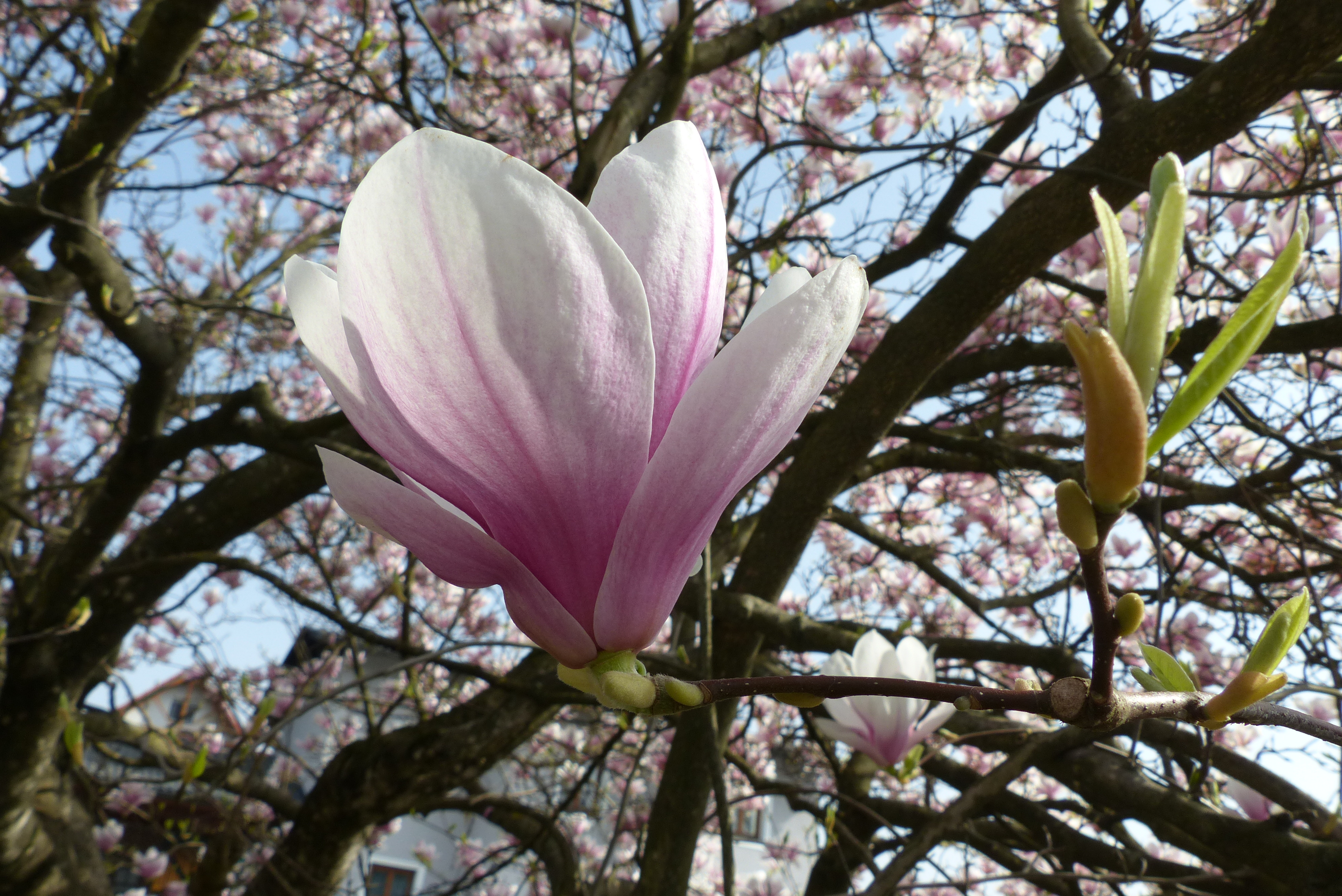 Tulpenmagnolie