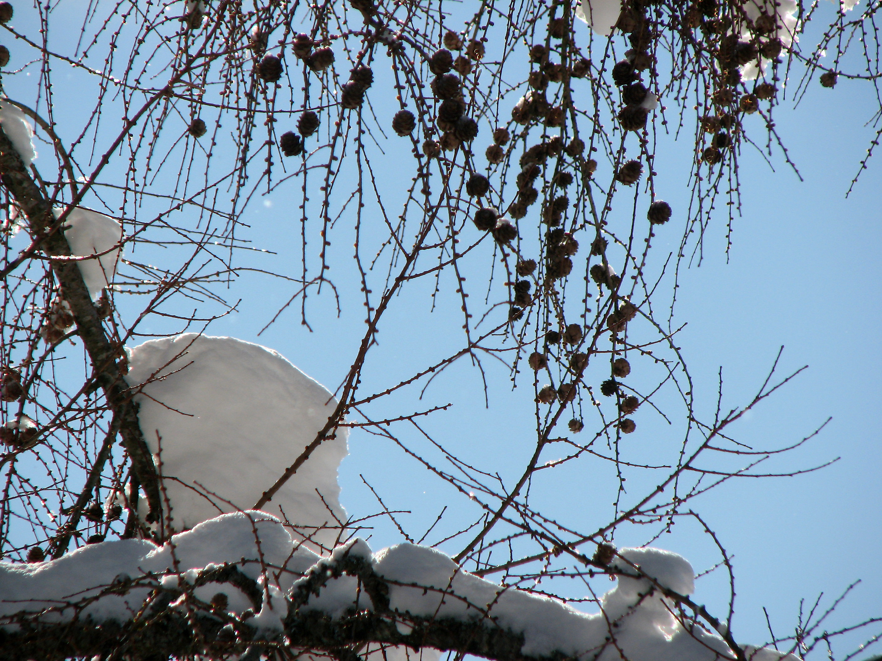 Europäische Lärche