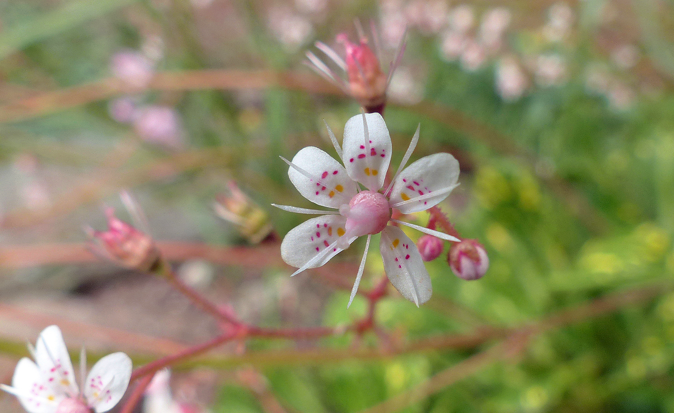 Porzellanblümchen