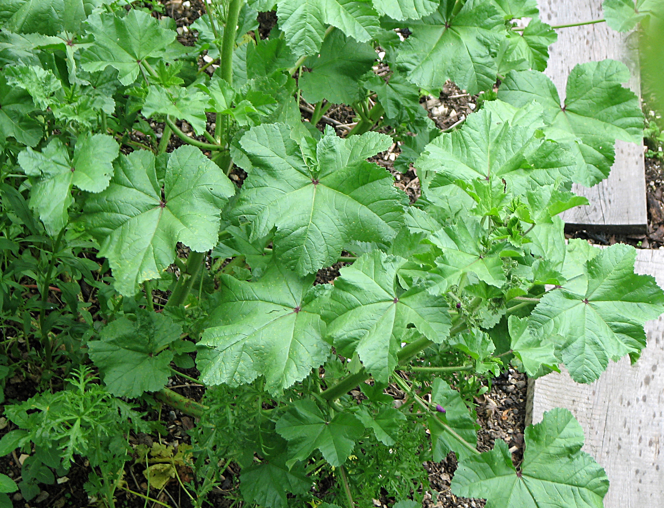 Mauretanische Malve