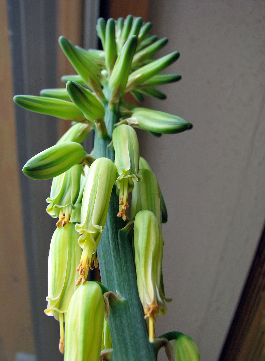 Aloe vera