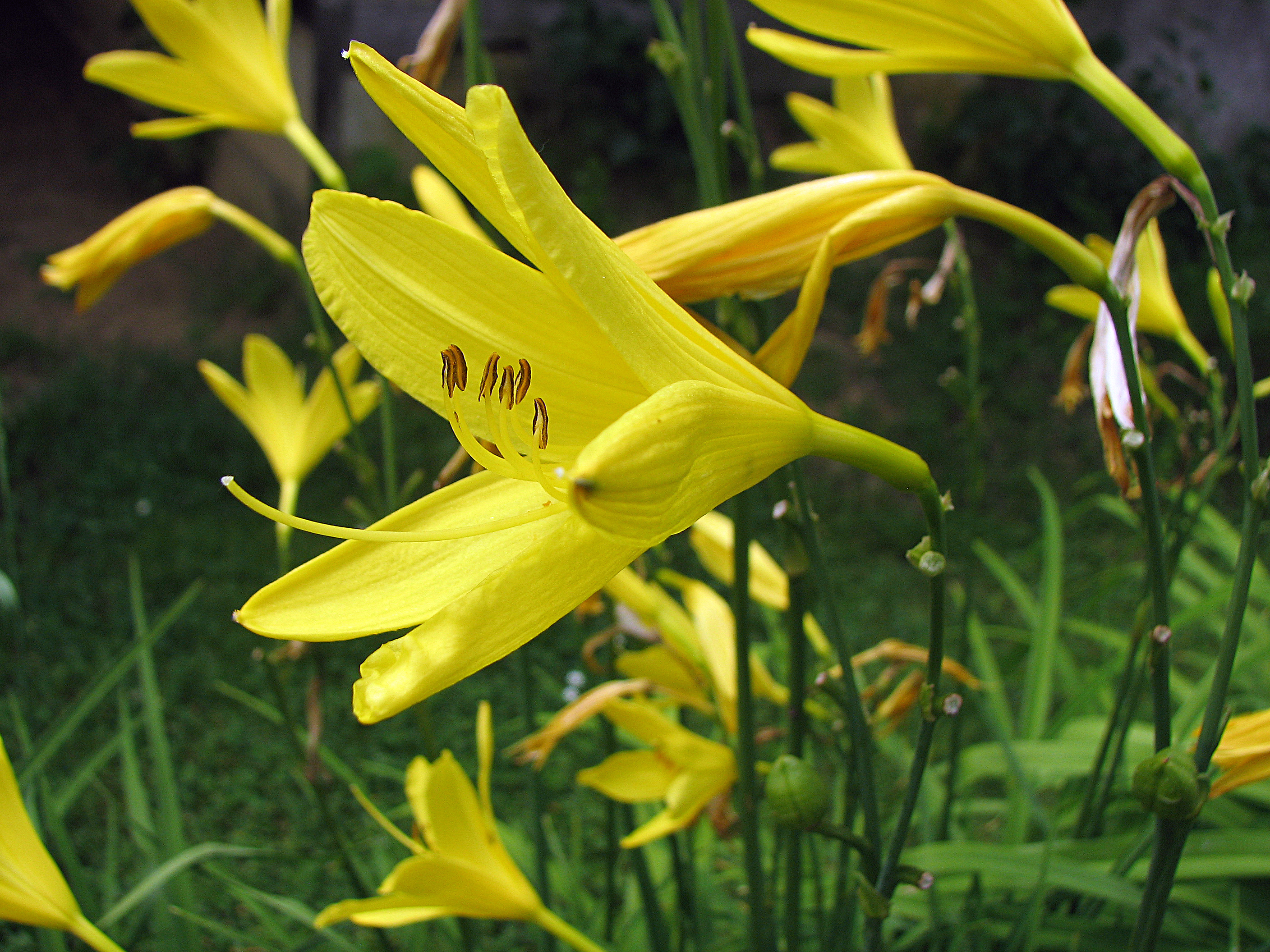 Gelbe Taglilie