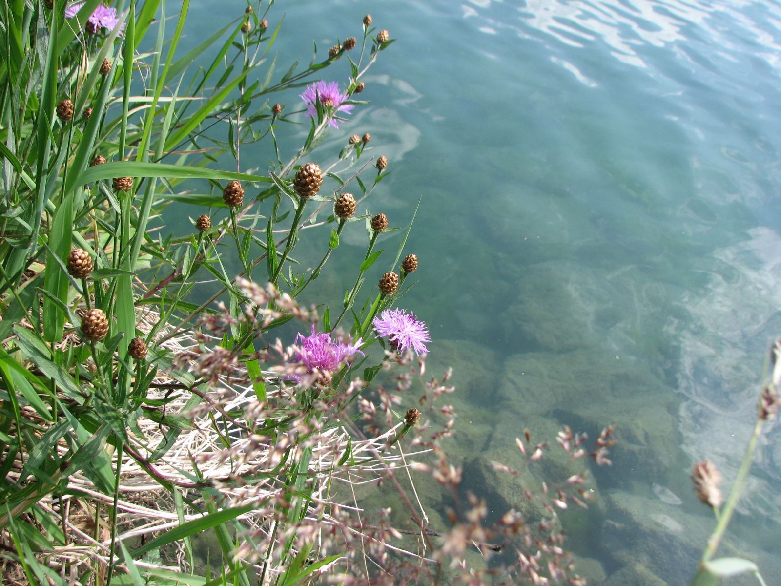 Wiesenflockenblume