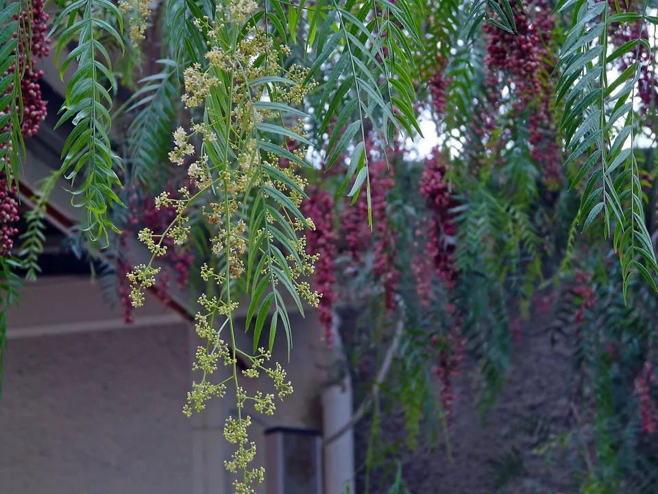 Peruanischer Pfefferbaum