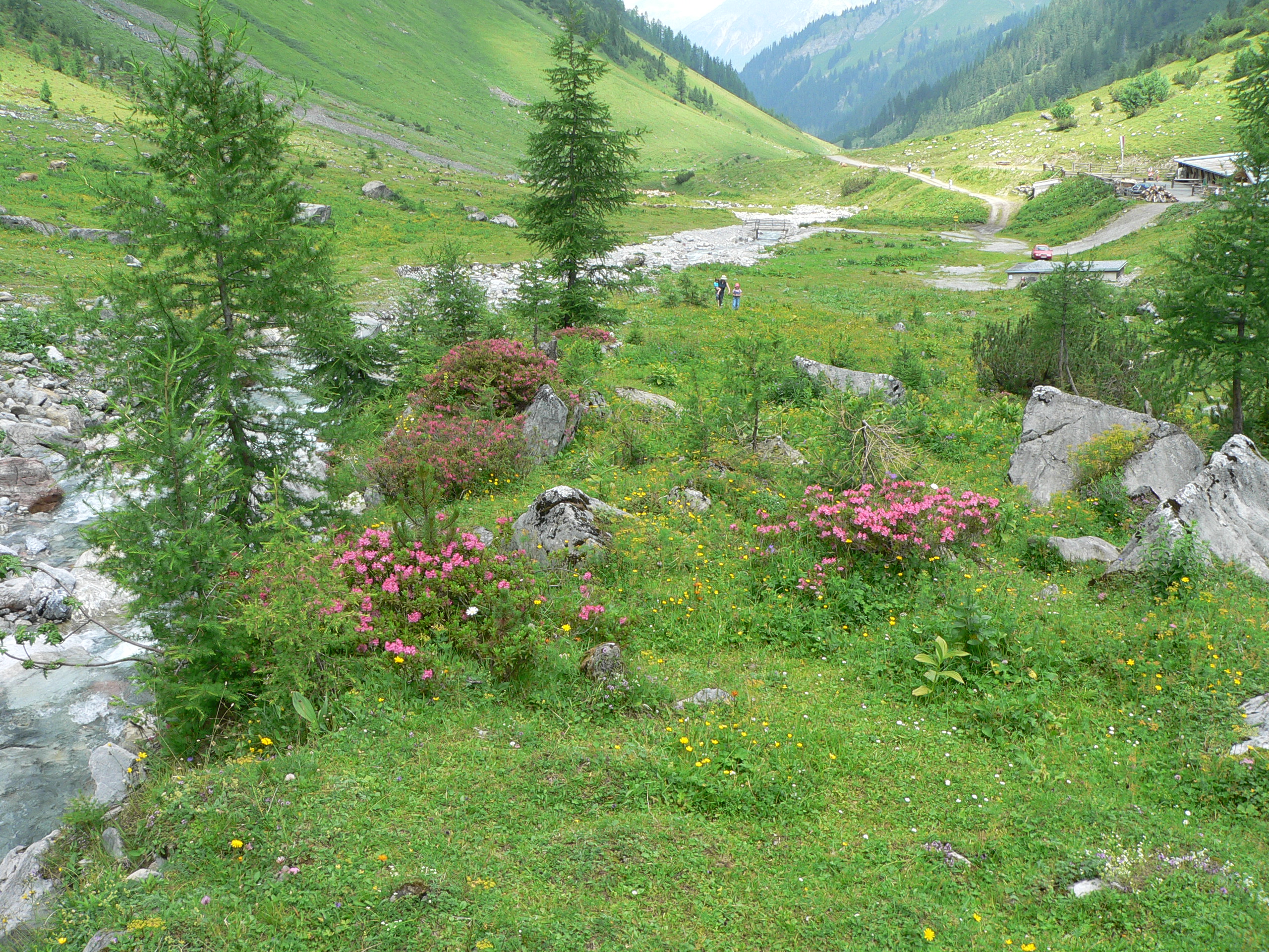 Rostblättrige Alpenrose