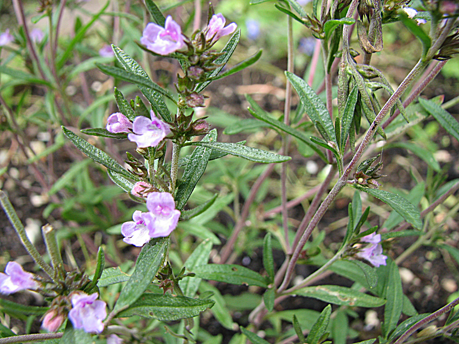 Sommerbohnenkraut